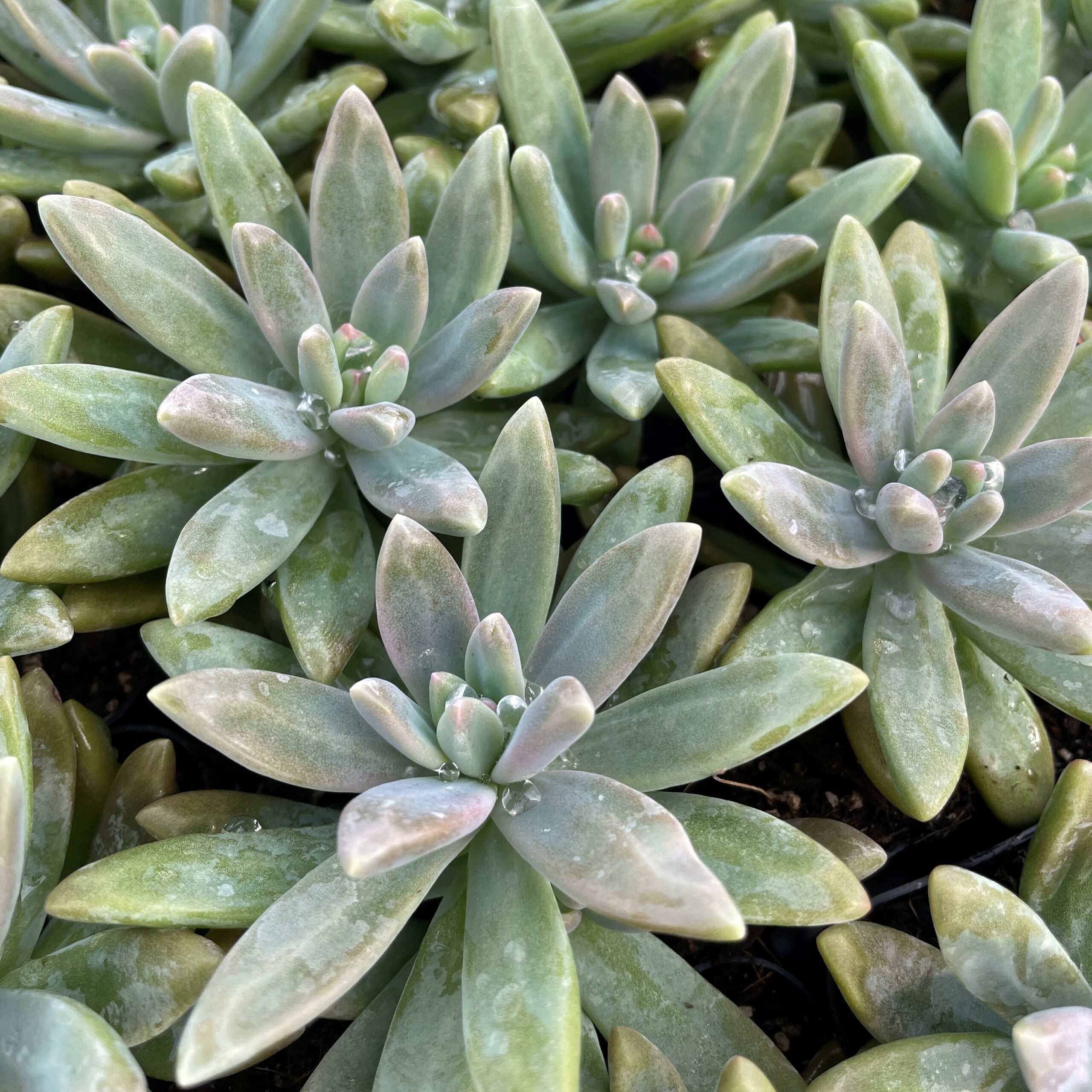 Sedum carnicolor - Succulents (2" Pot) - Image 3