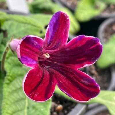 Streptocarpus 'Neil's Circus' - Cape Primrose (4.5" Pot)