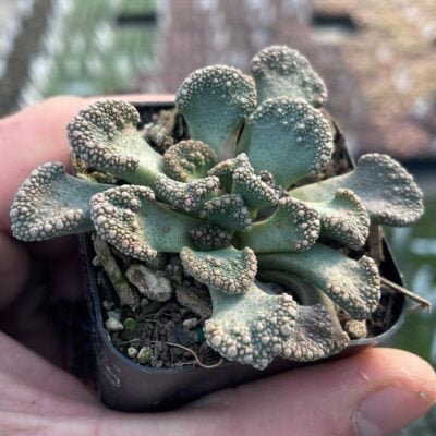 Titanopsis calcareum - Concrete Leaf Succulent, Mimicry Plants (2" Pot)
