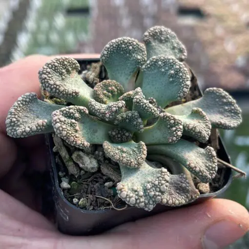 Titanopsis calcareum - Concrete Leaf Succulent, Mimicry Plants (2" Pot) |  Little Prince of Oregon Nursery