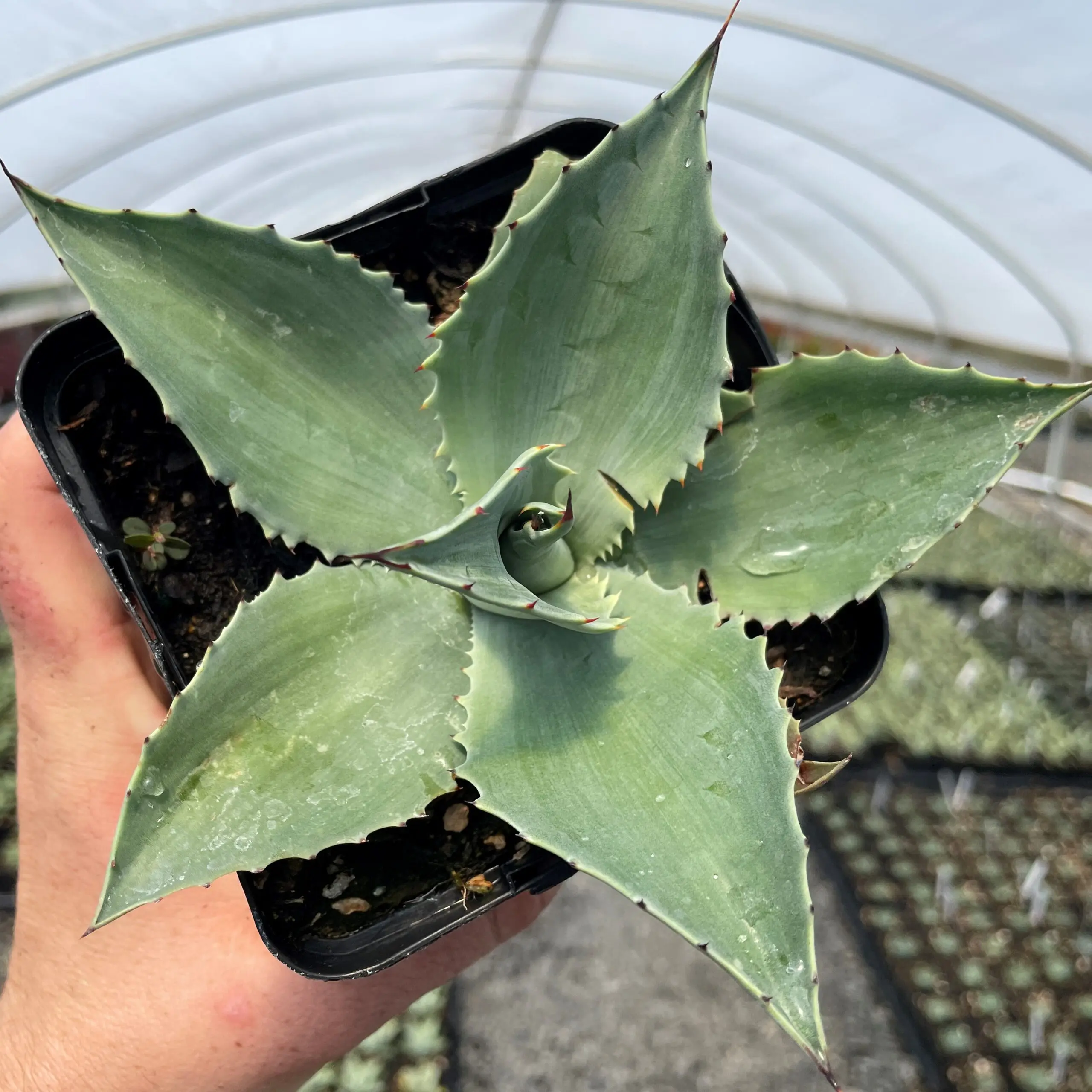 Agave ovatifolia - Whale's Tongue Century Plant (4.5" Pot) | Little Prince  of Oregon Nursery