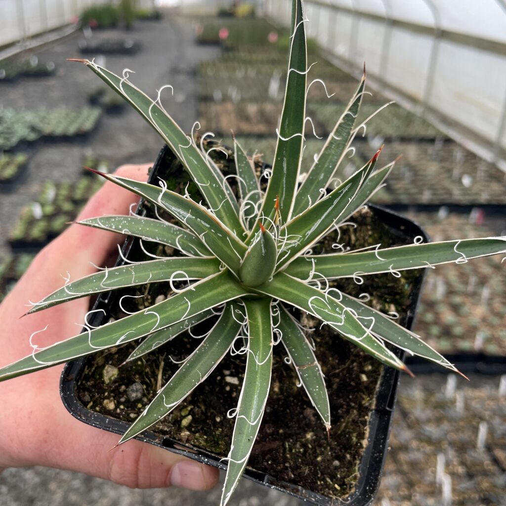Agave x leopoldii - Century Plant (4.5