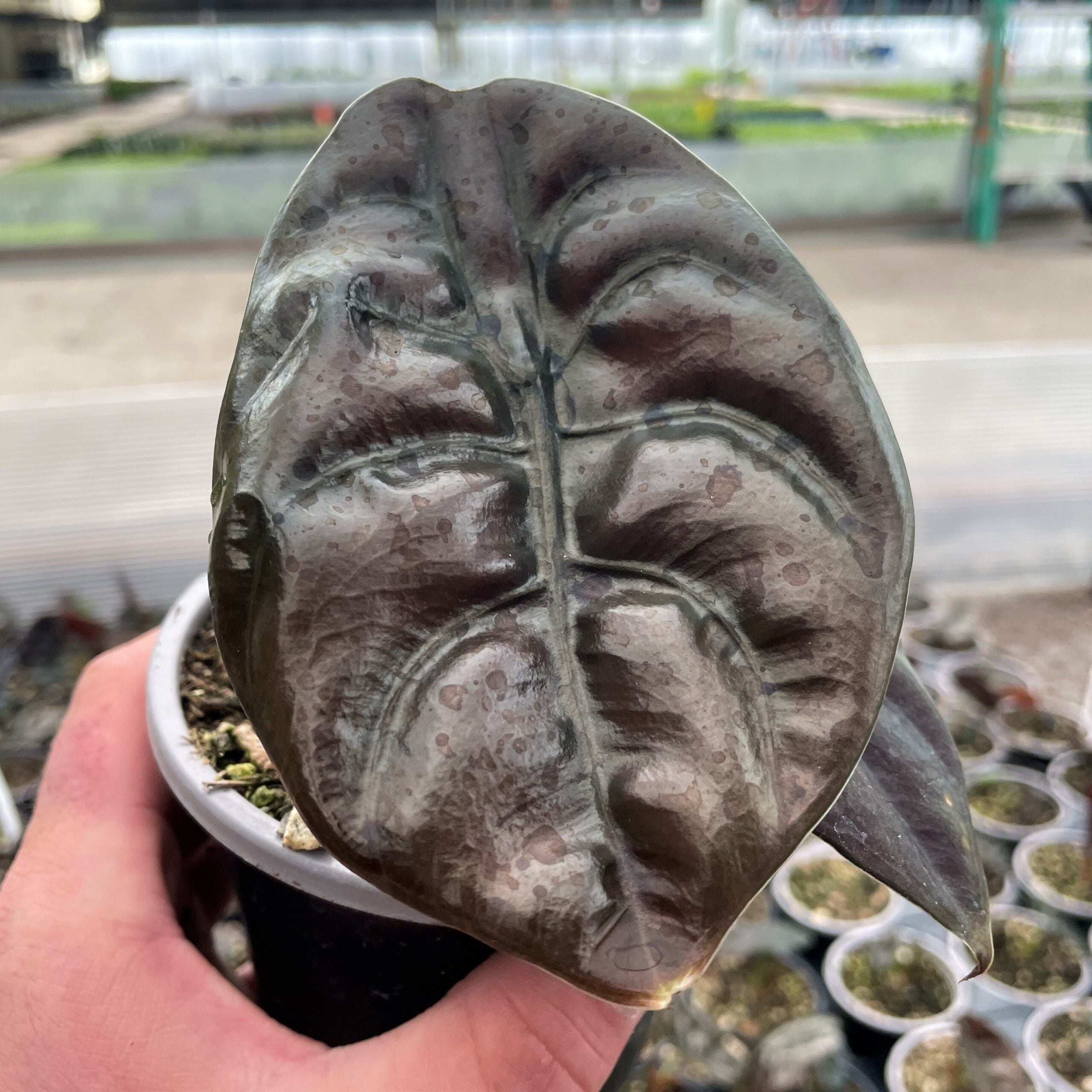 Alocasia cuprea - Jewel Alocasia (4.5" Pot) - Image 3