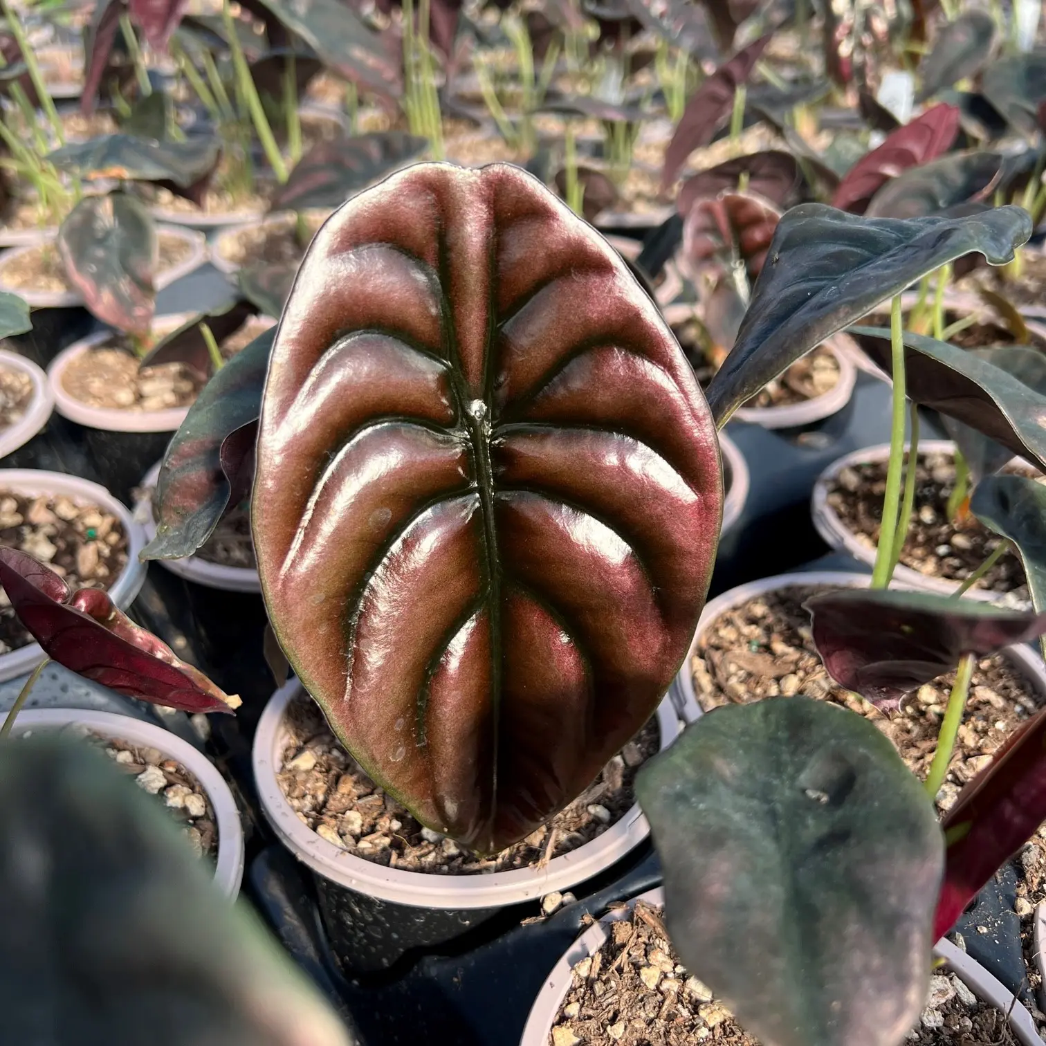 Alocasia cuprea - Jewel Alocasia (4.5