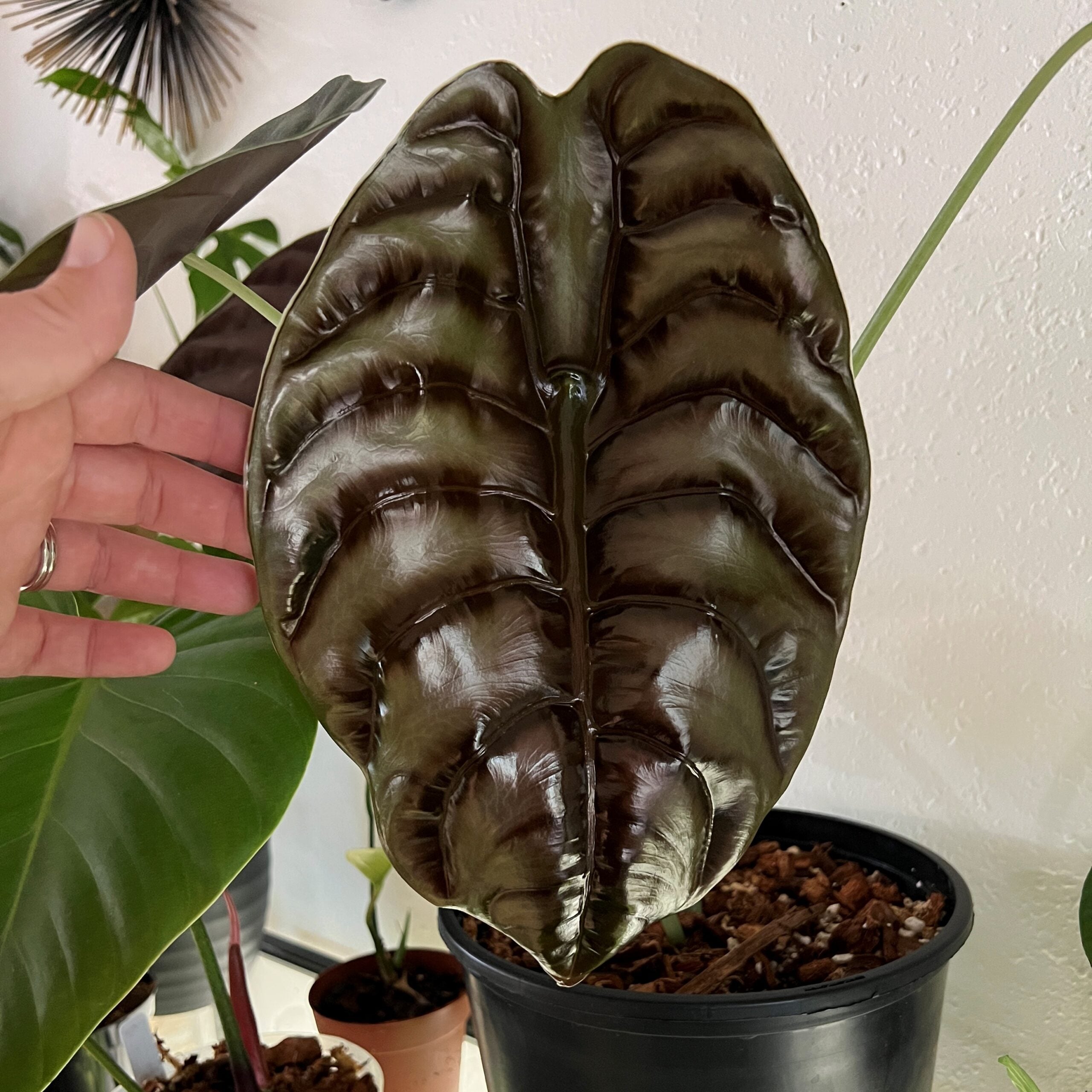 Alocasia cuprea - Jewel Alocasia (4.5" Pot) - Image 2
