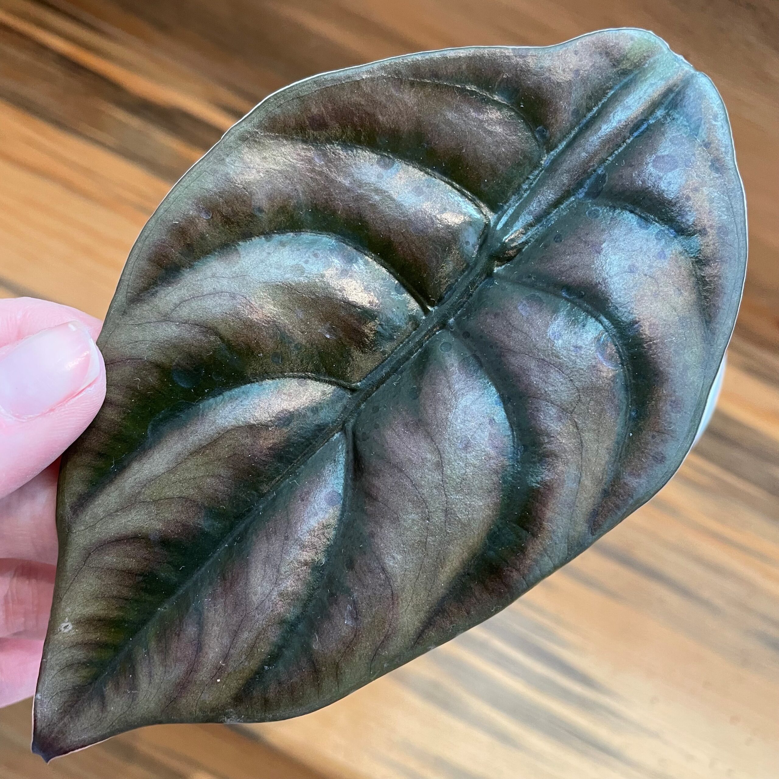 Alocasia cuprea - Jewel Alocasia (4.5" Pot) - Image 4