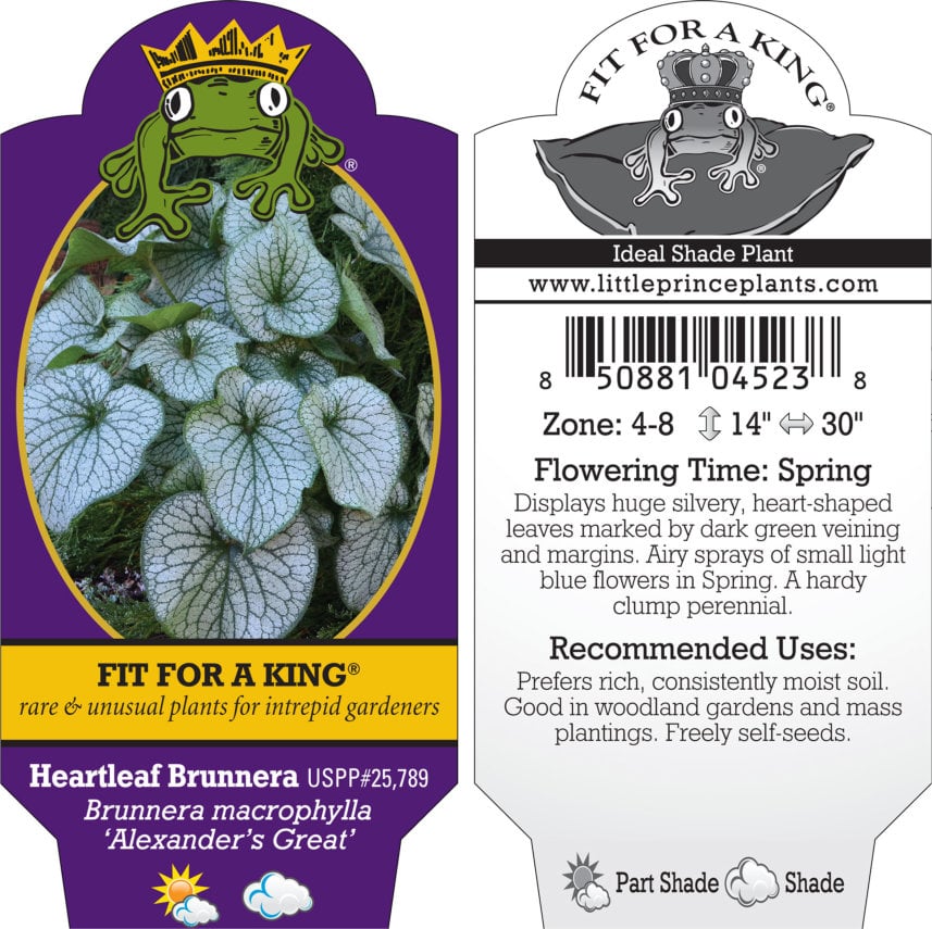 Brunnera macrophylla 'Alexander's Great' - Heartleaf Brunnera USPP #25,789 (4.5" Pot) - Image 4