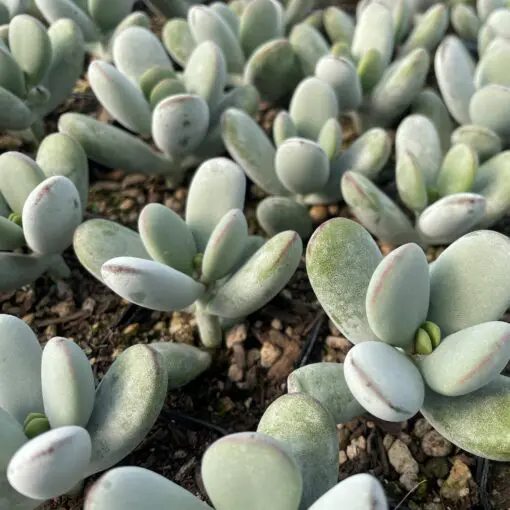 Cotyledon orbiculata 'Higginsiae' - Pig's Ear Succulent (2" Pot) | Little  Prince of Oregon Nursery