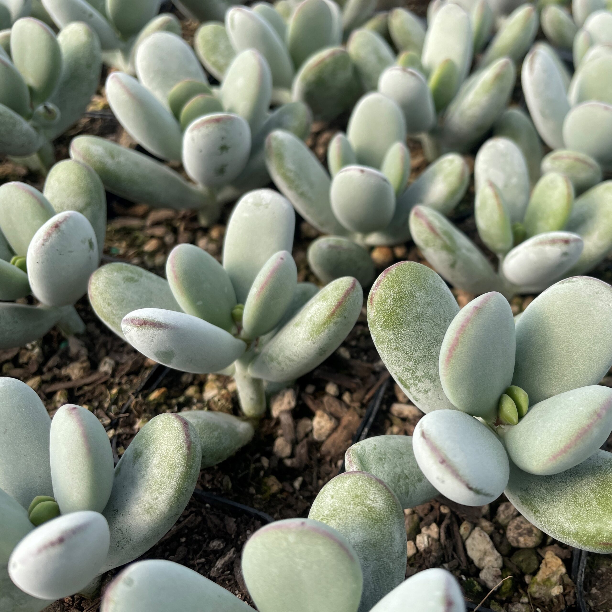 Cotyledon orbiculata 'Higginsiae' - Pig's Ear Succulent (2" Pot) | Little  Prince of Oregon Nursery