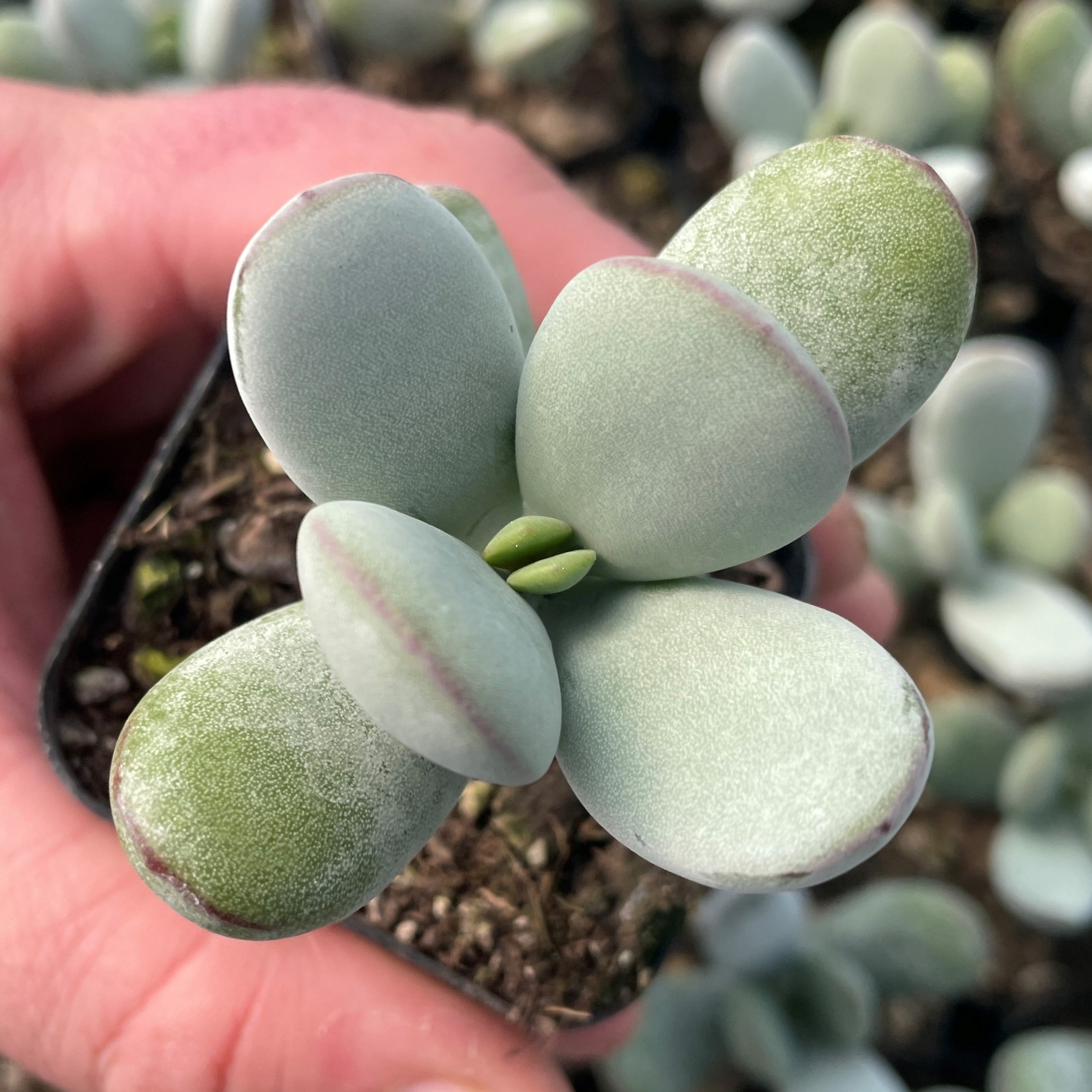Cotyledon orbiculata 'Higginsiae' - Pig's Ear Succulent (2" Pot) | Little  Prince of Oregon Nursery