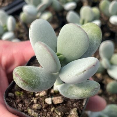 Cotyledon orbiculata 'Higginsiae' - Pig's Ear Succulent (2" Pot)
