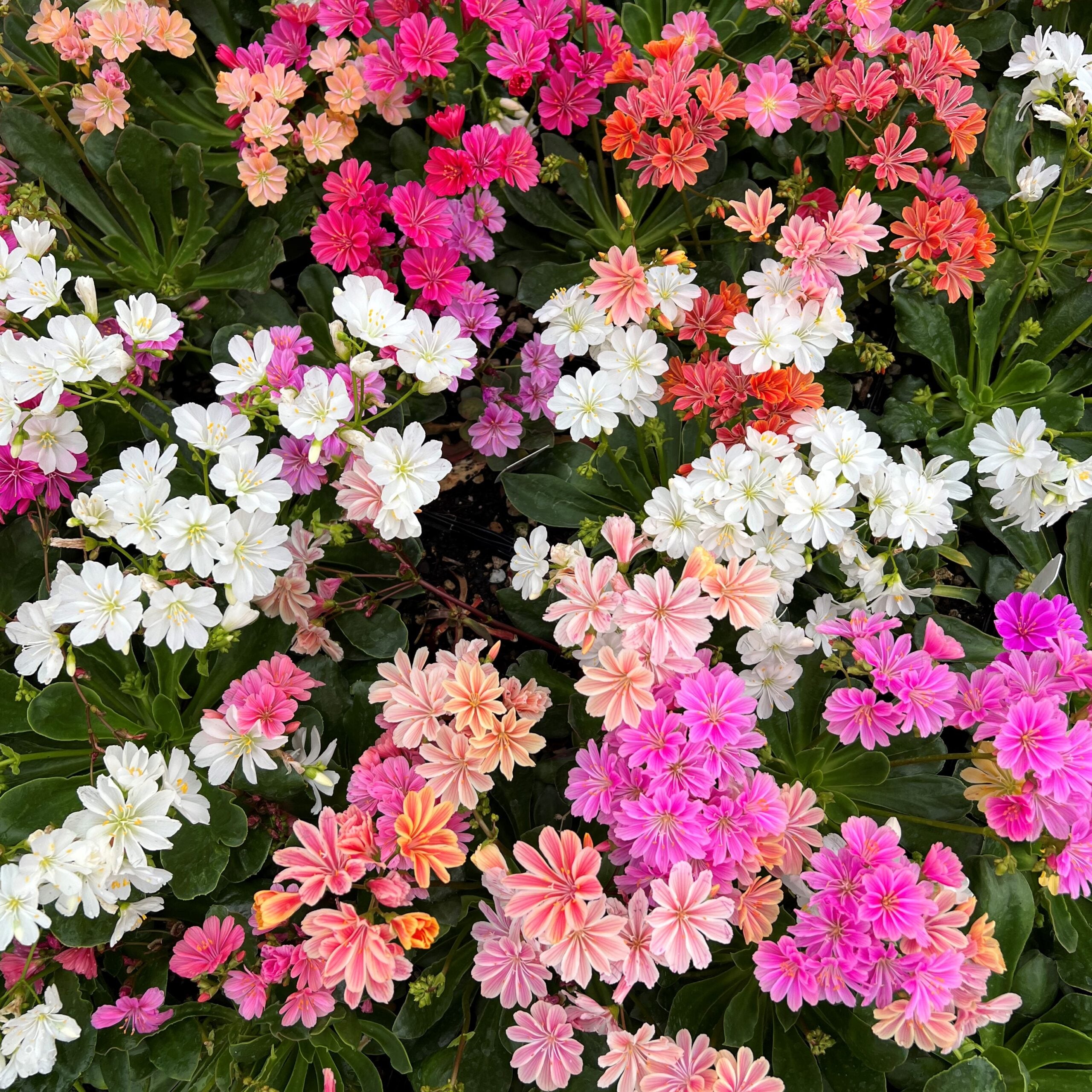 Lewisia Elise Mix