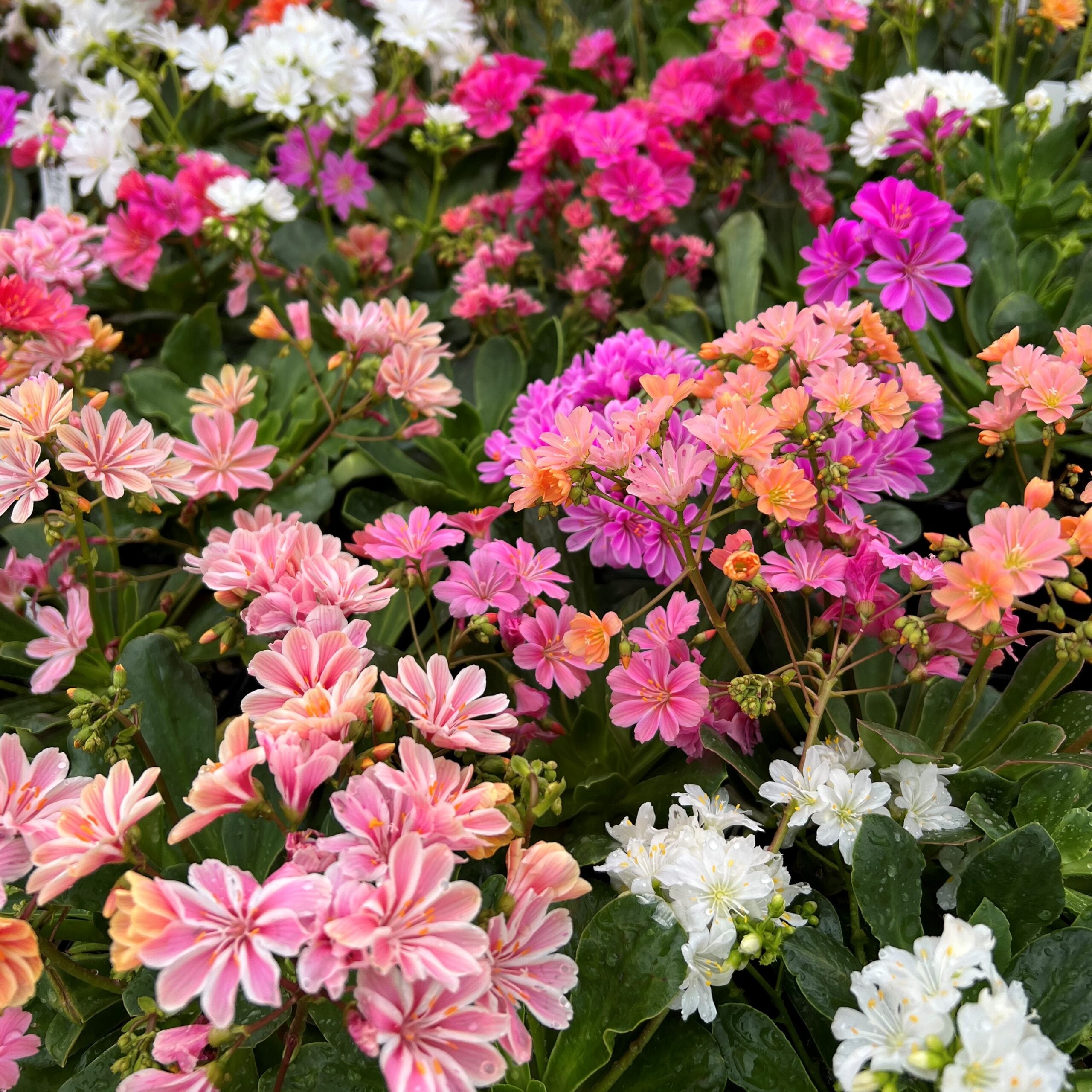Lewisia cotyledon 'Elise Mix'