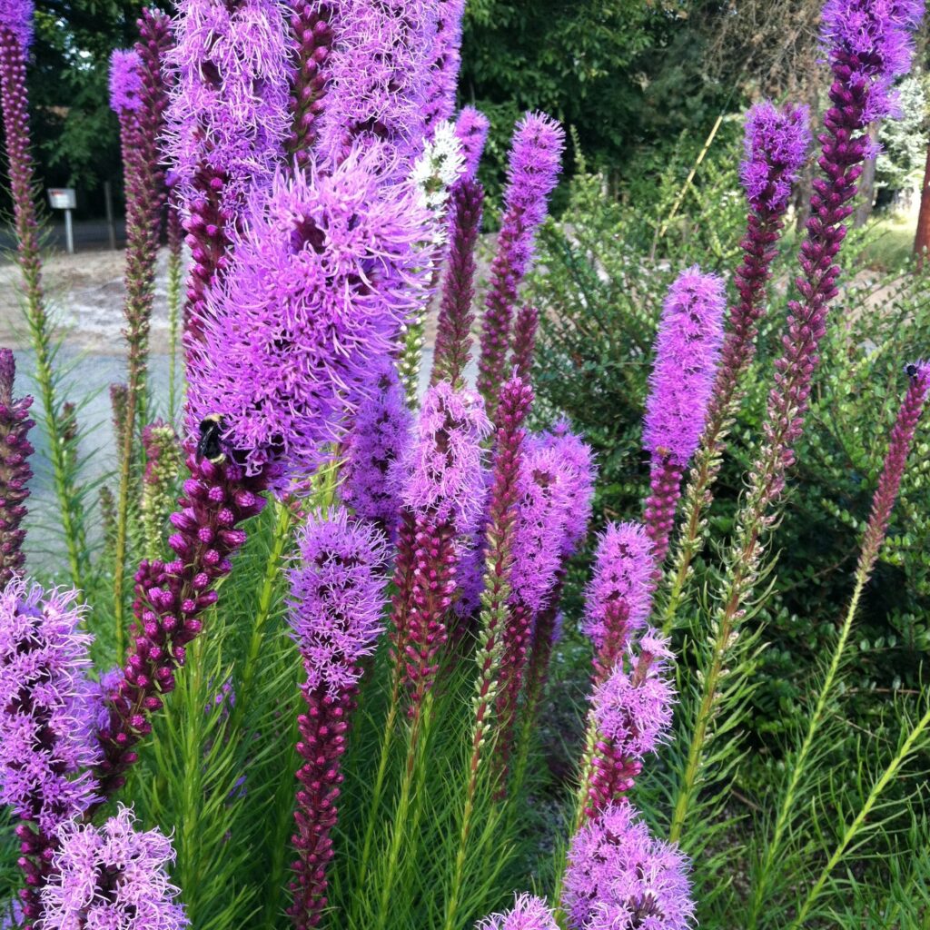 Liatris-Floristan-Violet-Spike