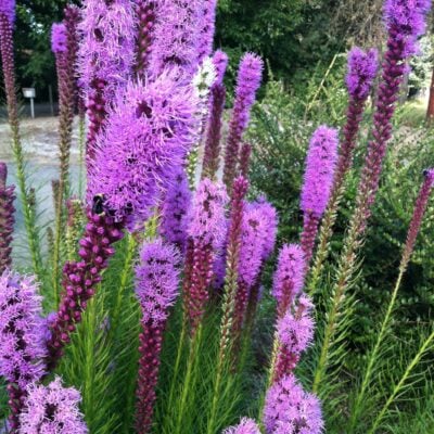 Liatris spicata 'Floristan Violet' - Spike Gayfeather (4" Pot)