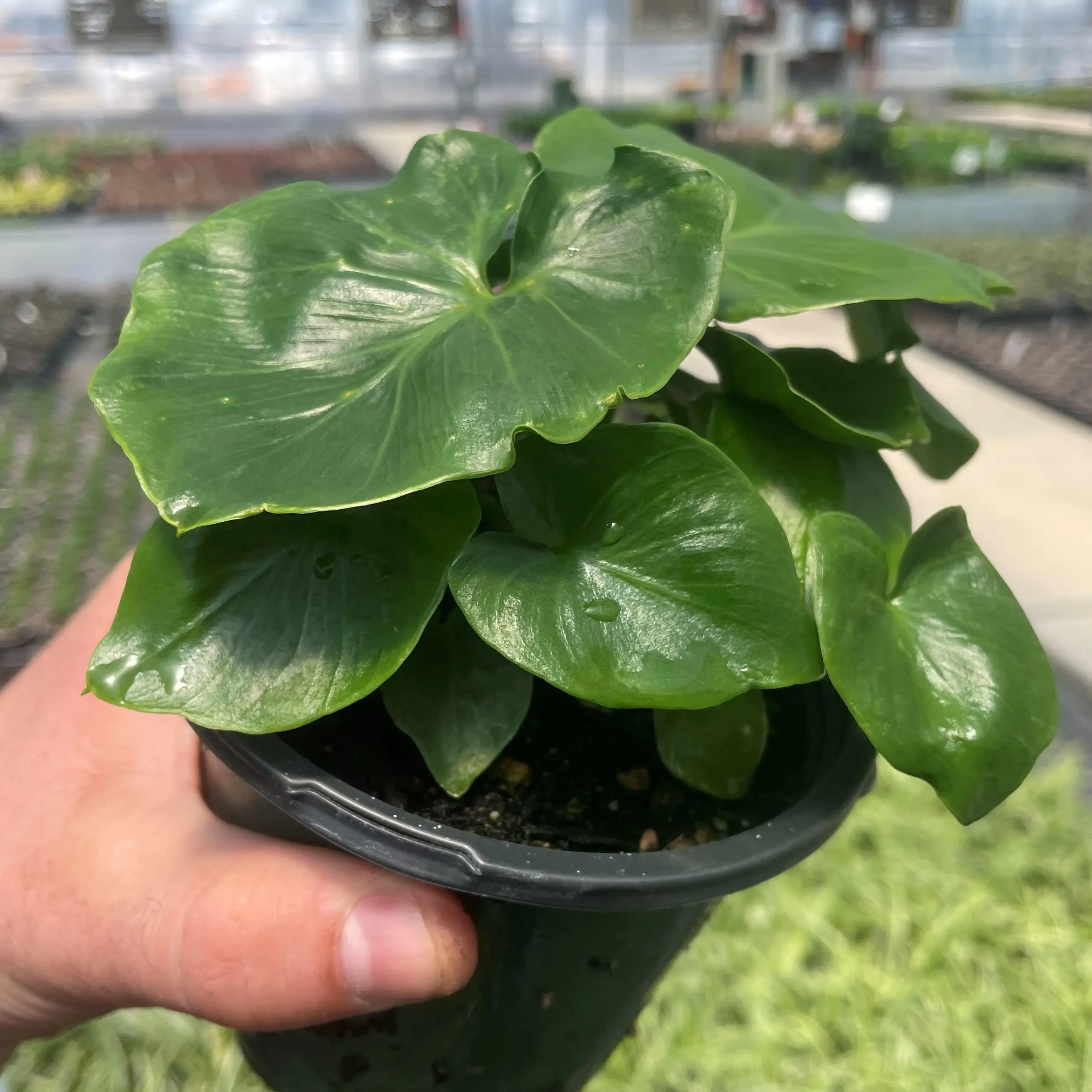 philodendron silver dragon Alocasia baginda 'Silver Dragon' – Carnivero