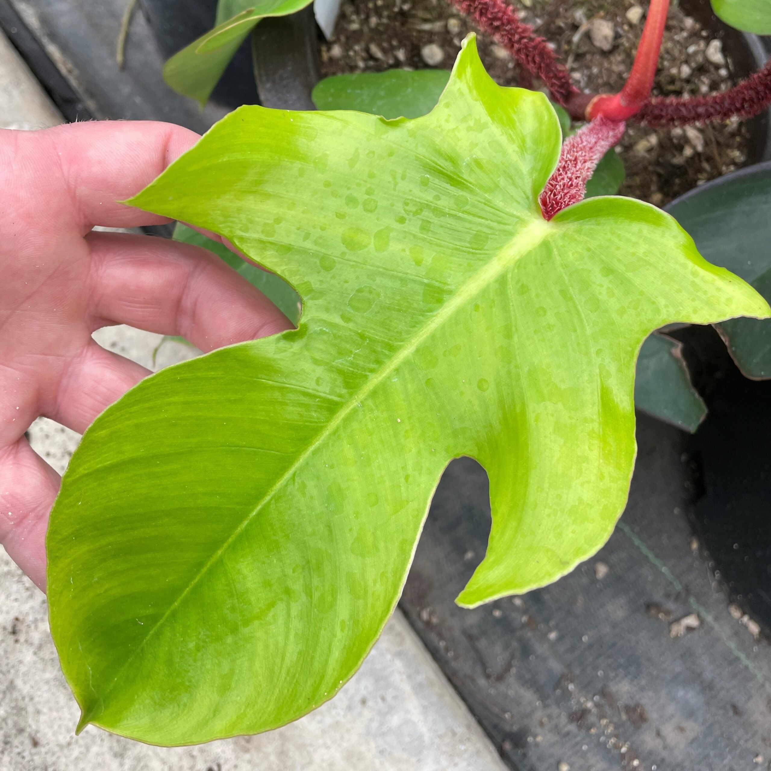 Philodendron squamiferum - Red Bristle Philodendron (4.5" Pot) - Image 3