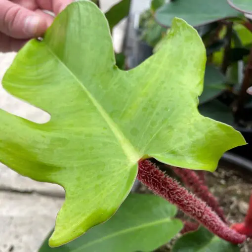 Philodendron squamiferum - Red Bristle Philodendron (4.5" Pot) | Little  Prince of Oregon Nursery
