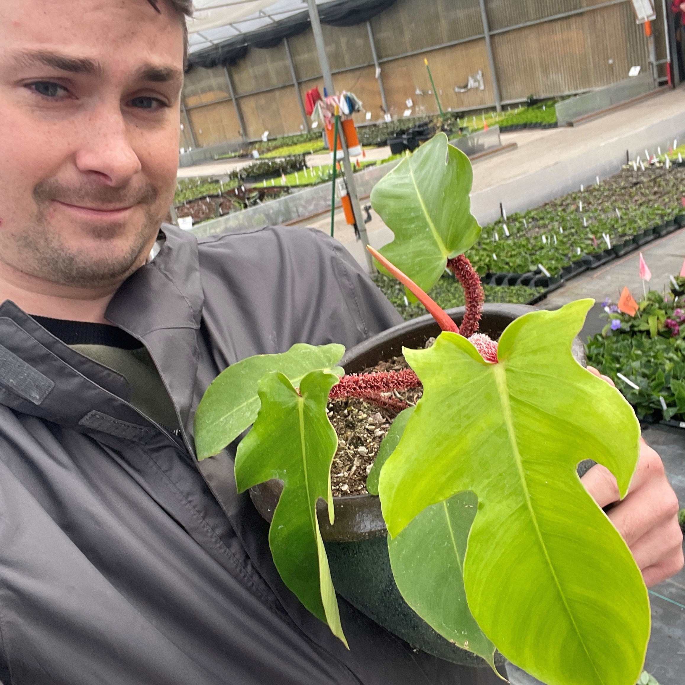 philodendron tortum care Philodendron Tortum – Lost in the Forrest