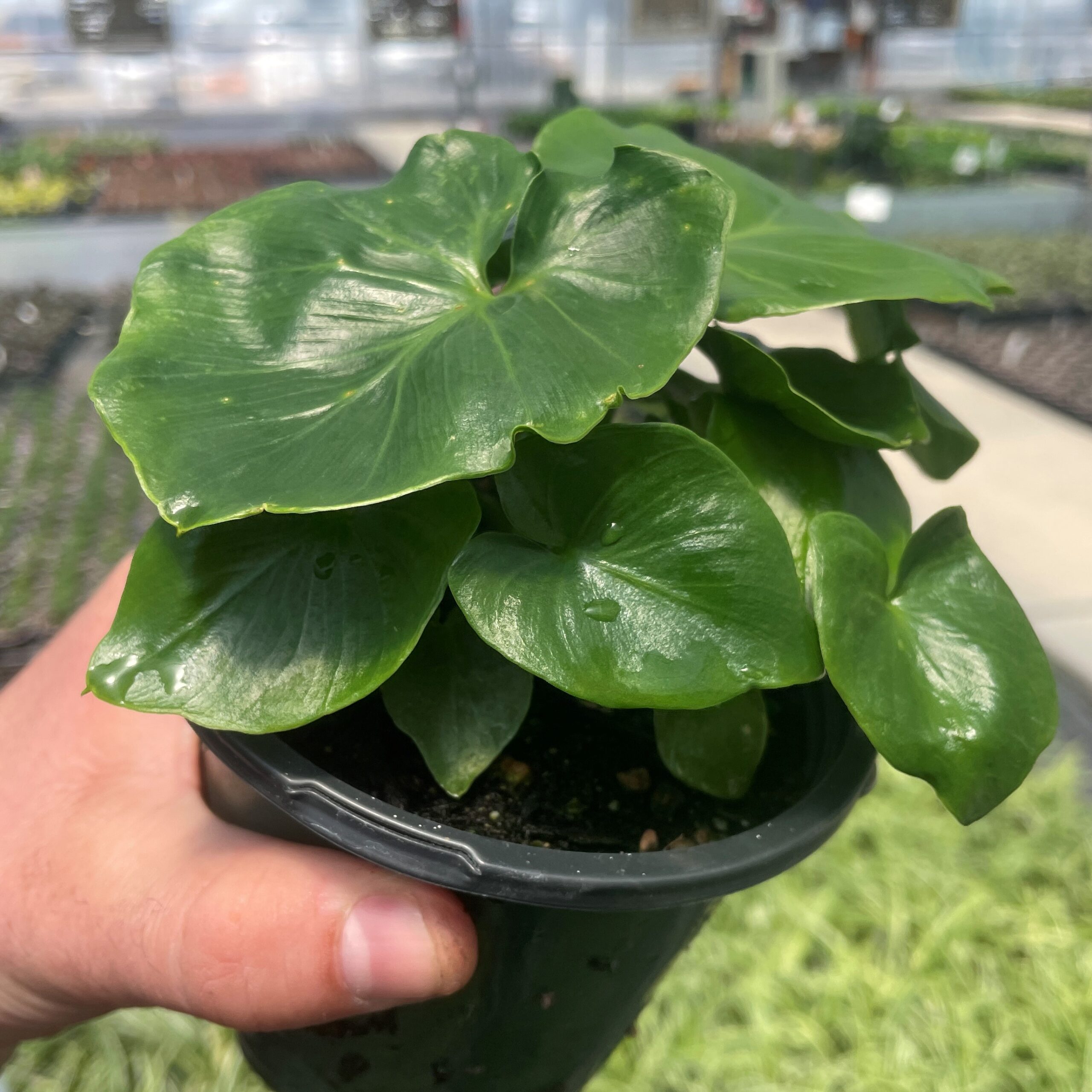Philodendron 'Super Atom' - Dwarf Philodendron (4.5" Pot)