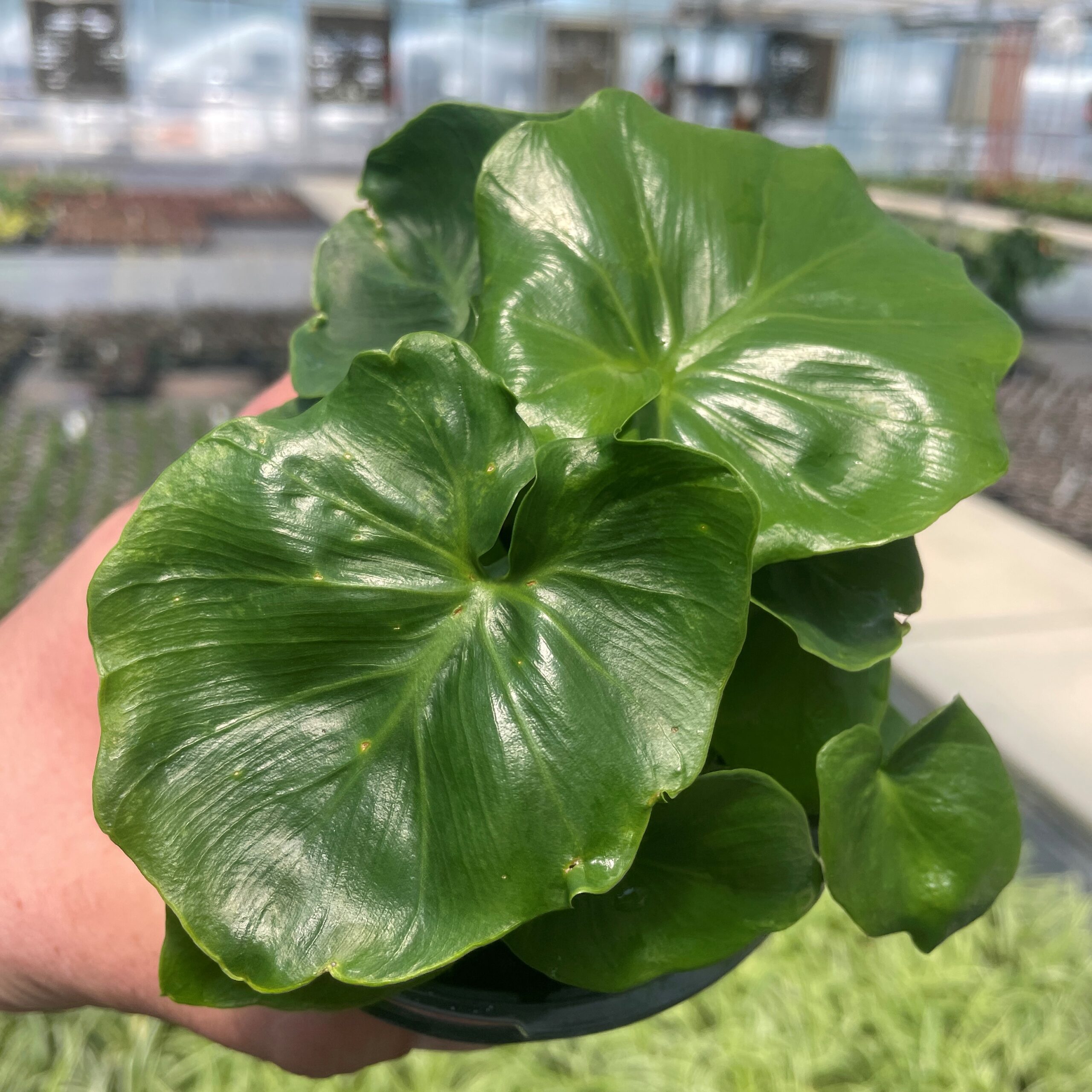 Philodendron 'Super Atom' - Dwarf Philodendron (4.5" Pot) - Image 2