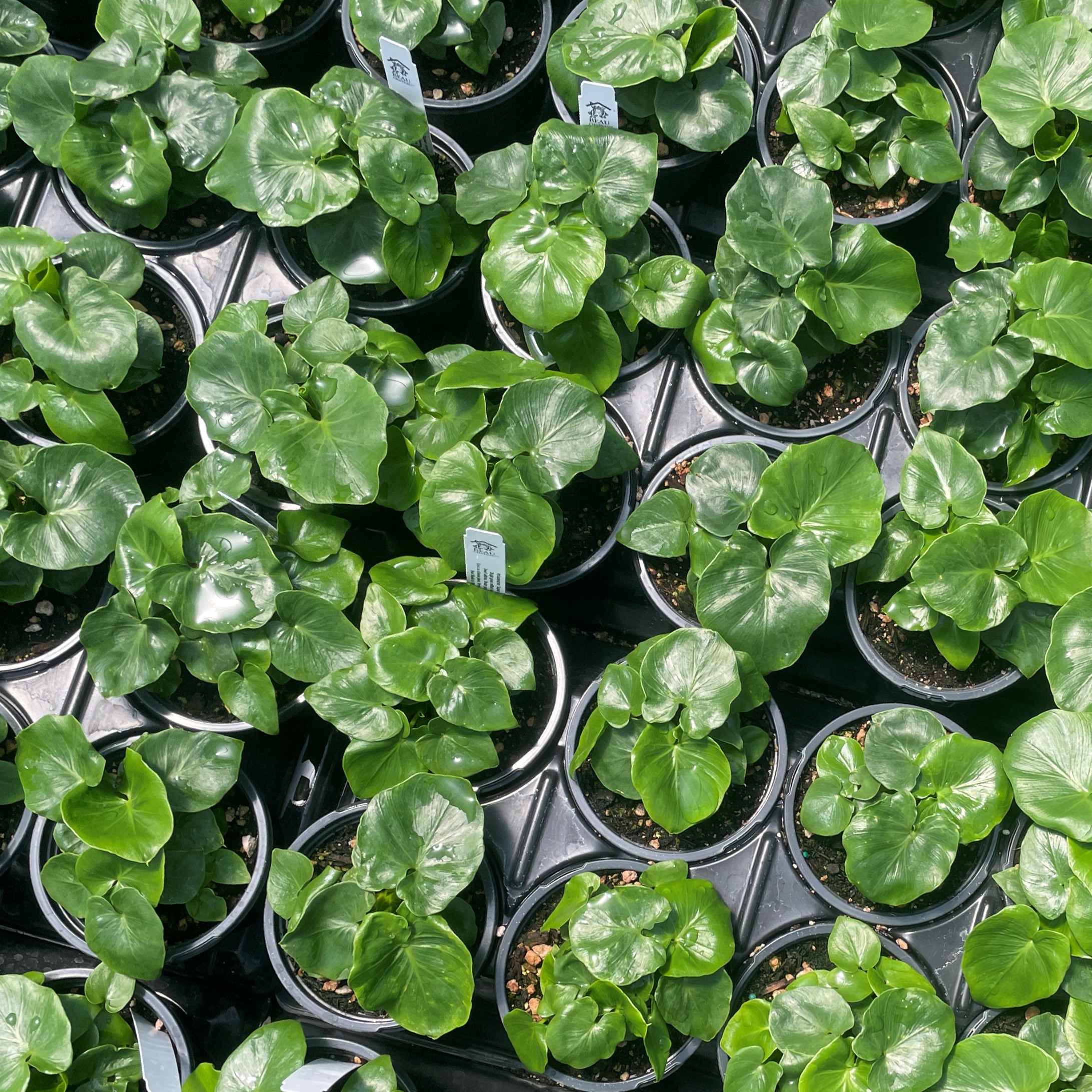 Philodendron 'Super Atom' - Dwarf Philodendron (4.5" Pot) - Image 3