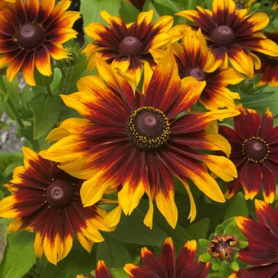 Rudbeckia hirta 'Toto® Rustic - Black Eyed Susan (4" Pot)