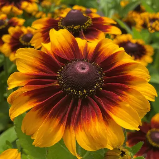 Rudbeckia hirta 'Toto® Rustic - Black Eyed Susan (4