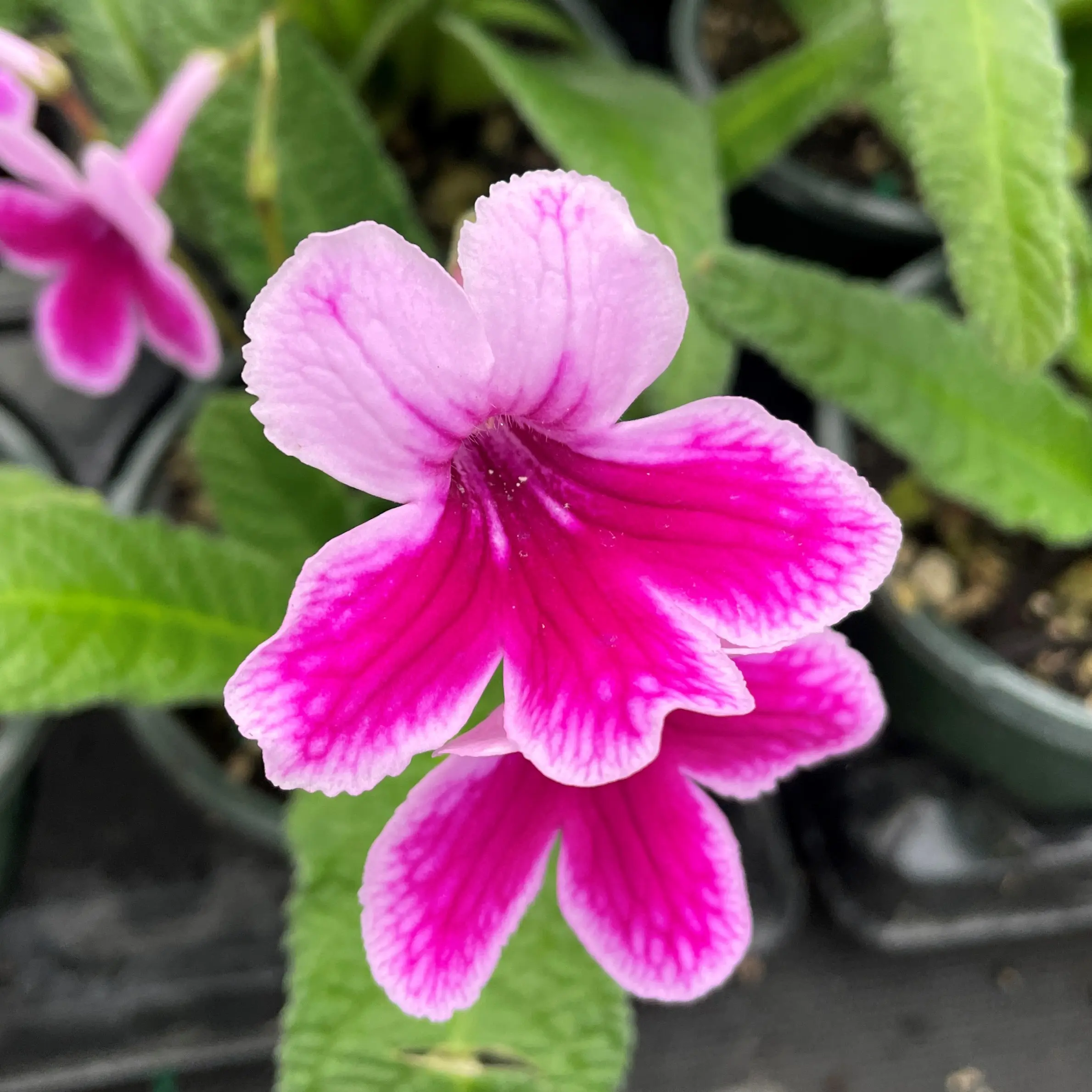 Streptocarpus 'Caitlin' - Cape Primrose (4.5" Pot) | Little Prince of  Oregon Nursery