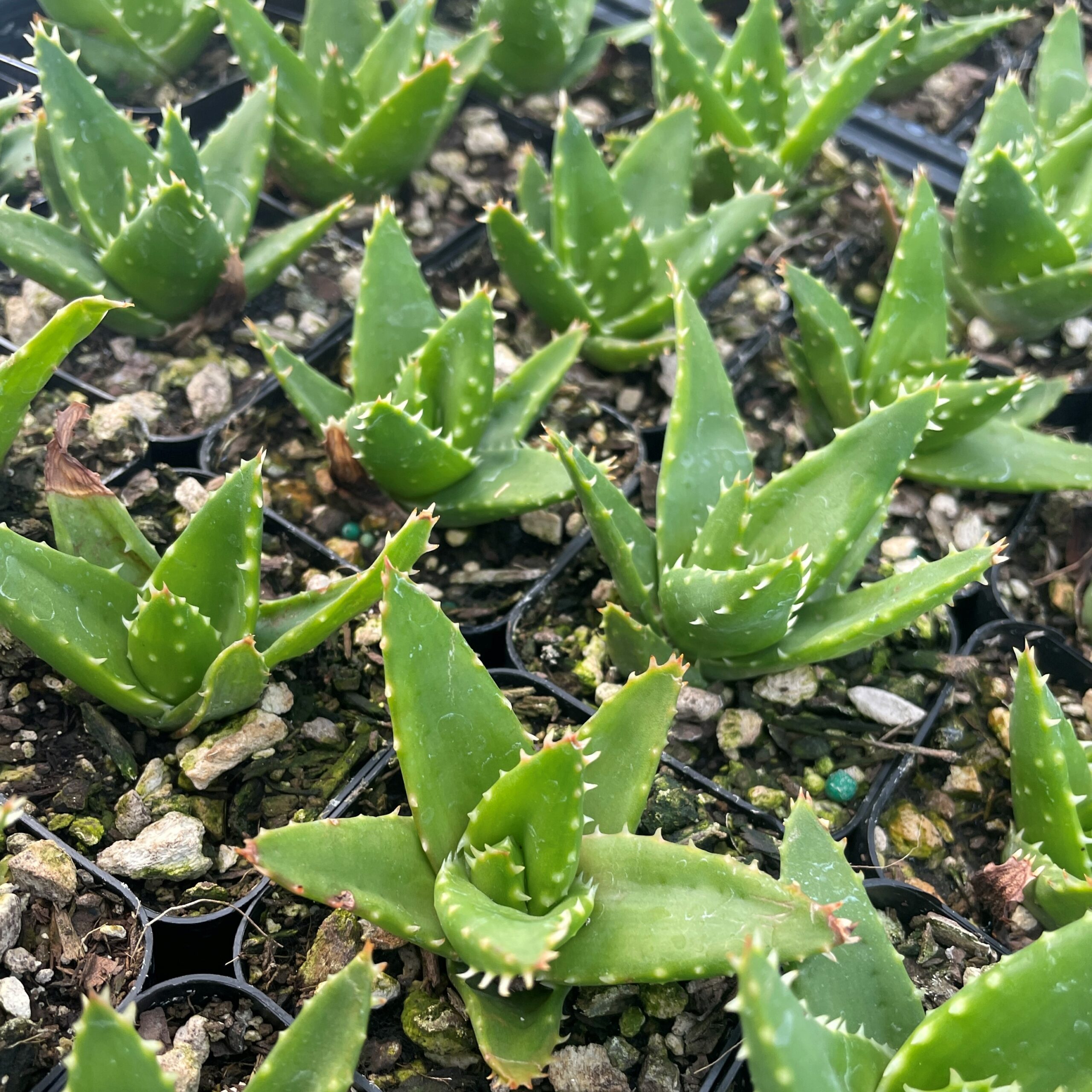 chhabria aloe vera Aloe Cha Cha main image 0