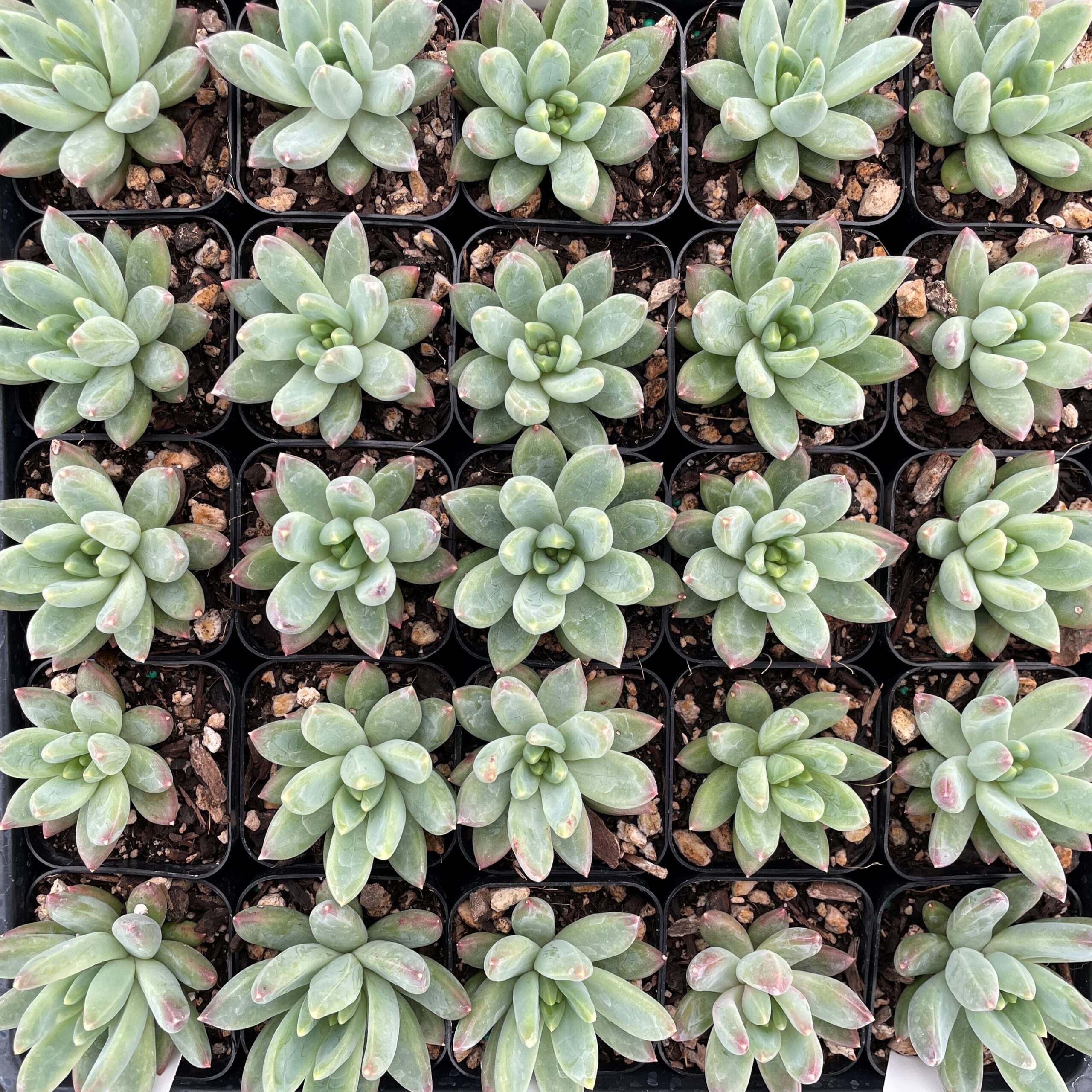 Echeveria hookeri (2" Pot) - Image 4