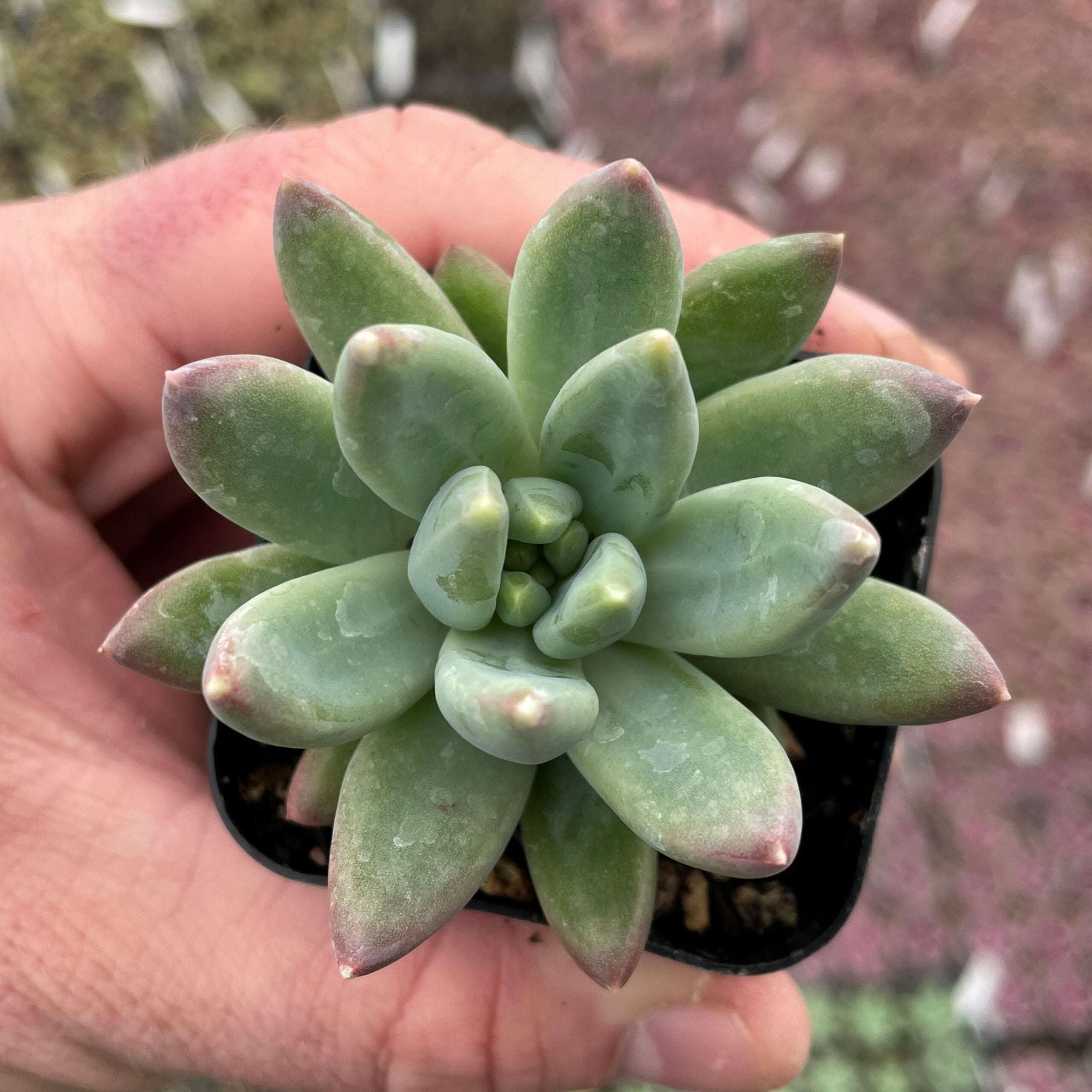 Echeveria hookeri (2" Pot) - Image 2