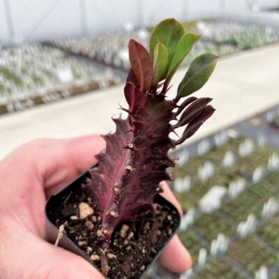 Euphorbia trigona 'Rubra' - African Milk Tree Succulent (2" Pot)