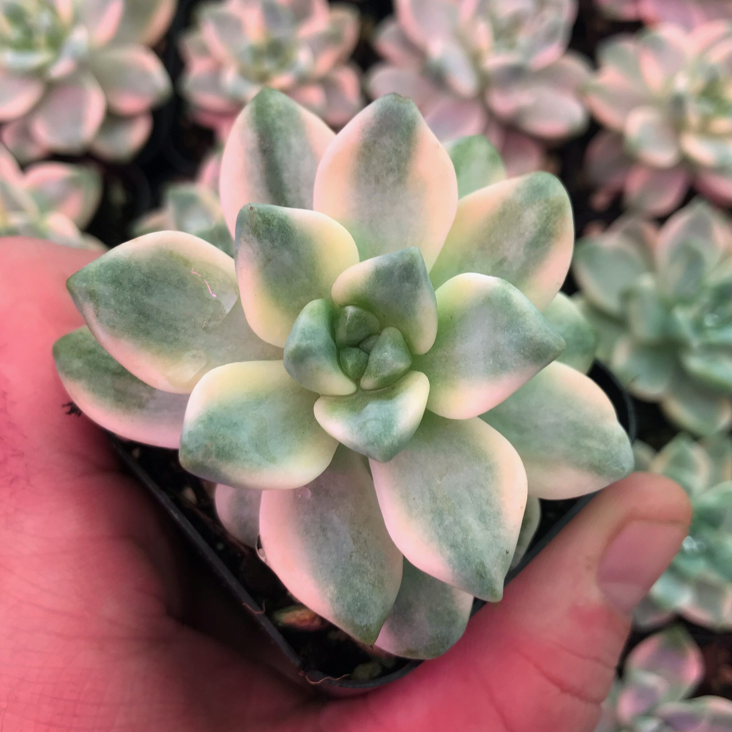 Graptoveria titubans 'Variegated' - Succulents (2" Pot)