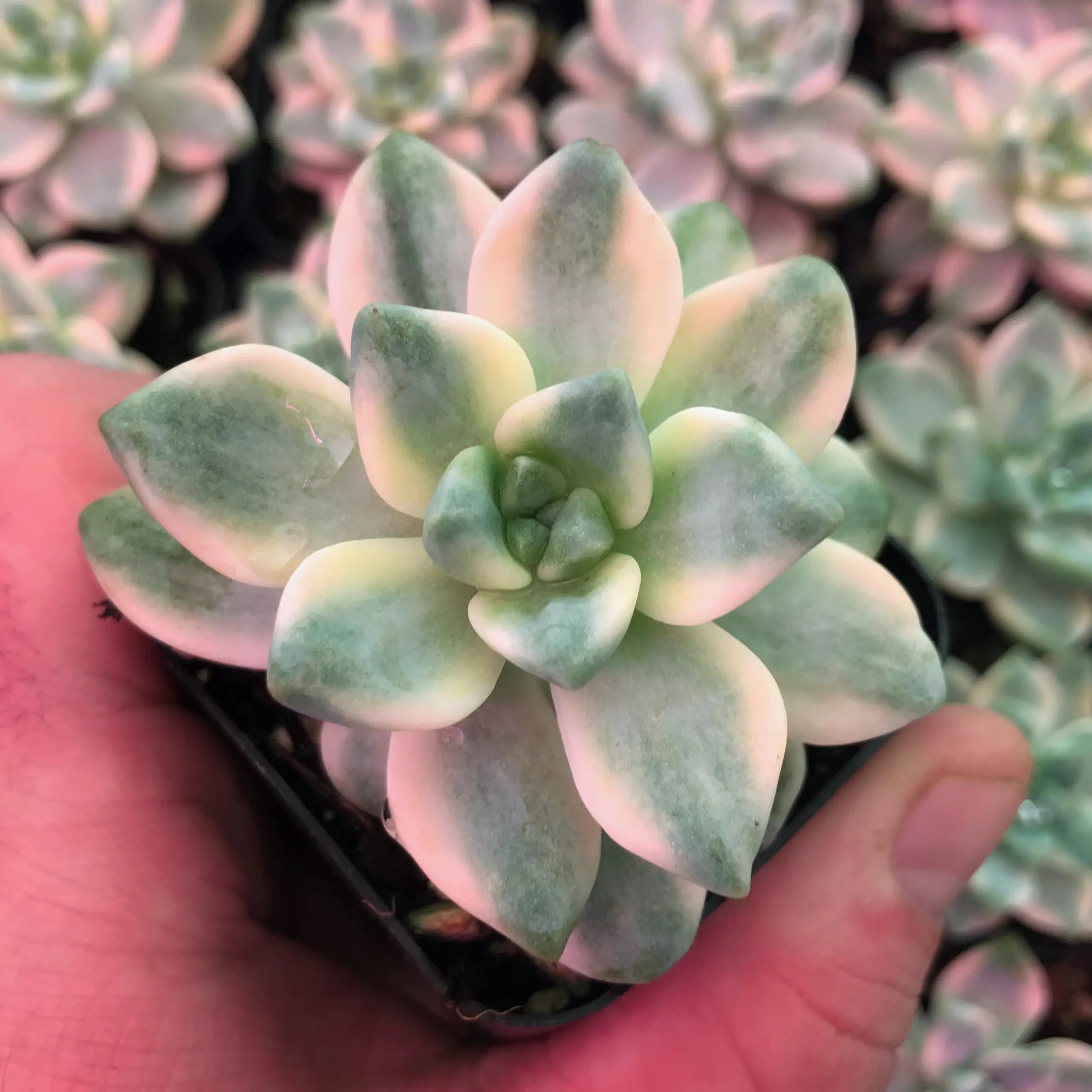 Graptoveria titubans 'Variegated' - Succulents (2" Pot) | Little Prince of  Oregon Nursery