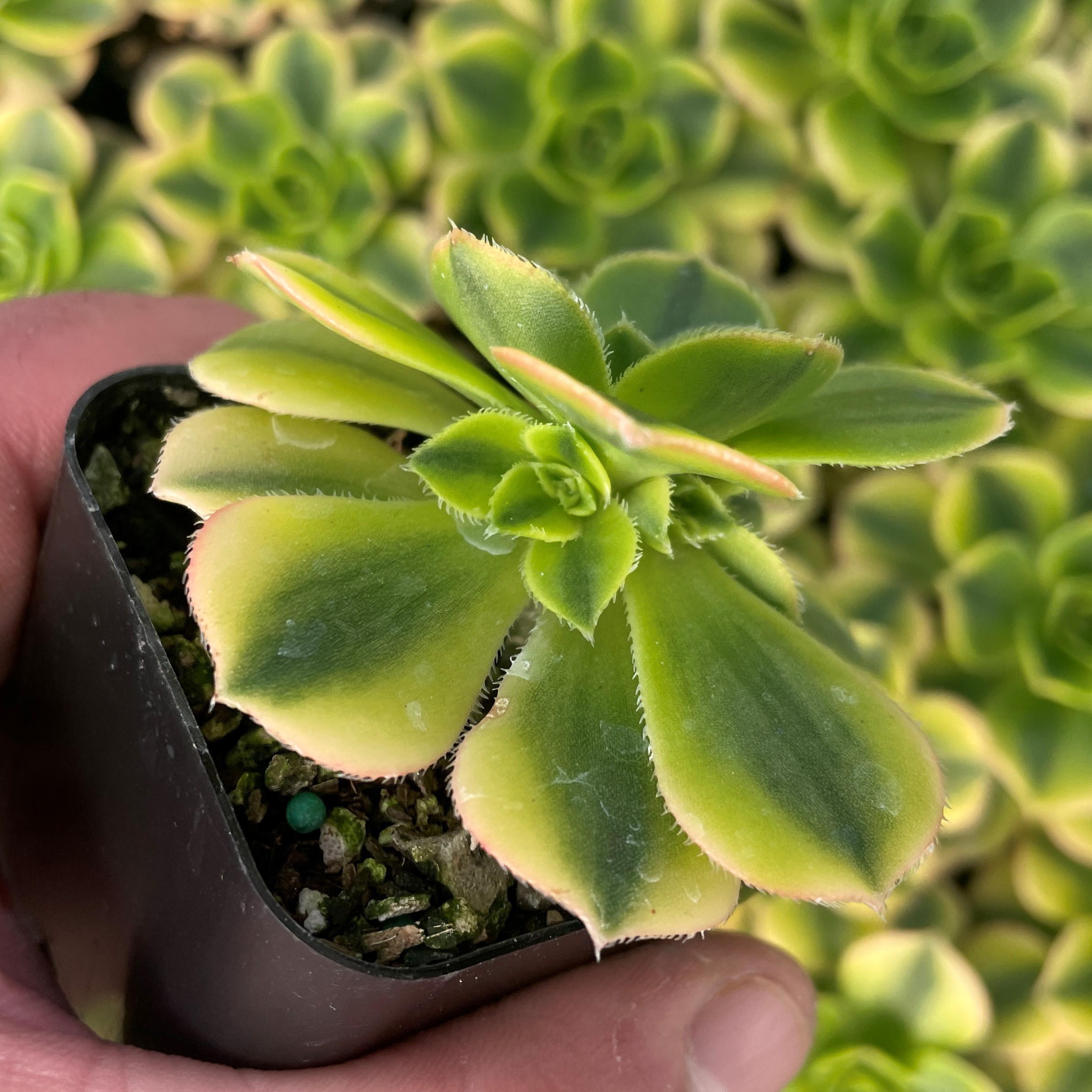 Aeonium davalliaeformis 'Starburst' - Lemon-lime Succulent (2" Pot) - Image 4