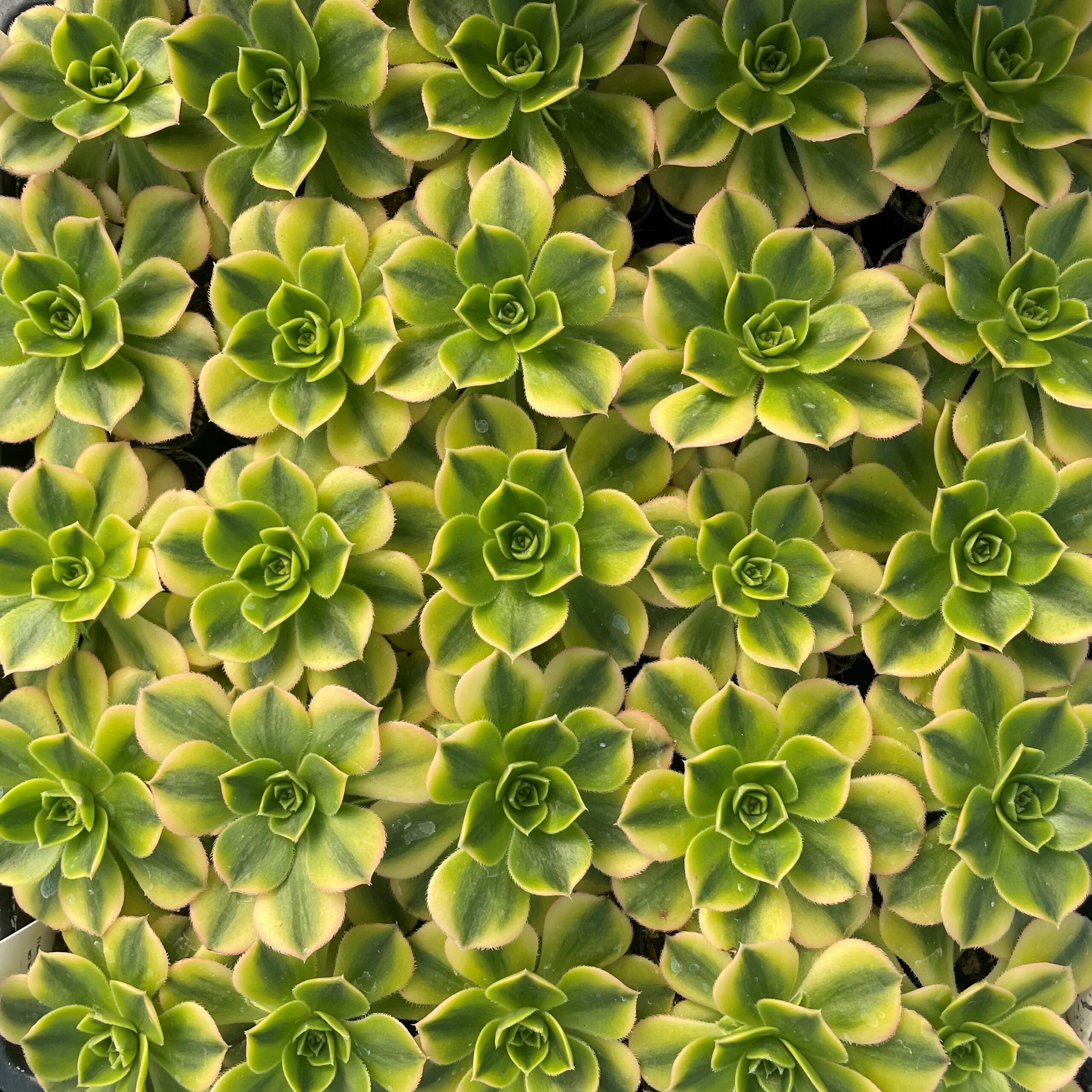 Aeonium davalliaeformis 'Starburst' - Lemon-lime Succulent (2" Pot) - Image 2