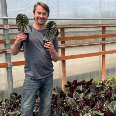 Alocasia 'Red Secret' - Red Jewel Alocasia (4.5" Pot)