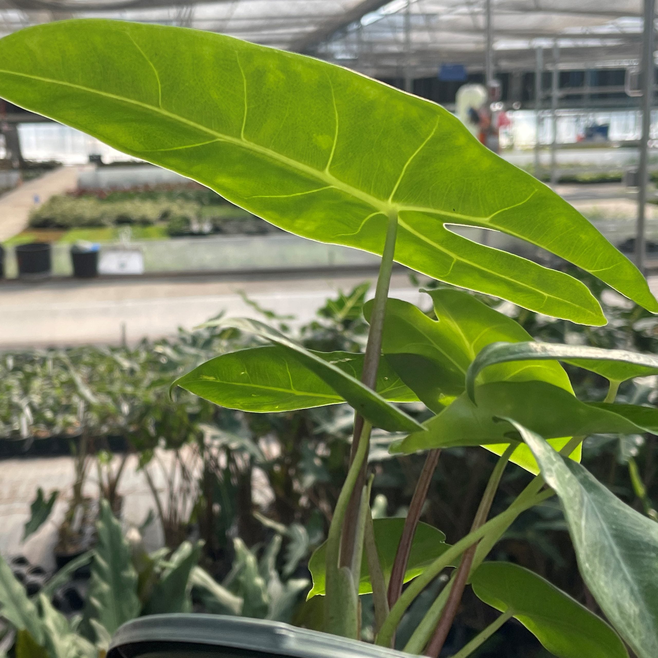 Alocasia longiloba - Elephant Ear Plant (2)