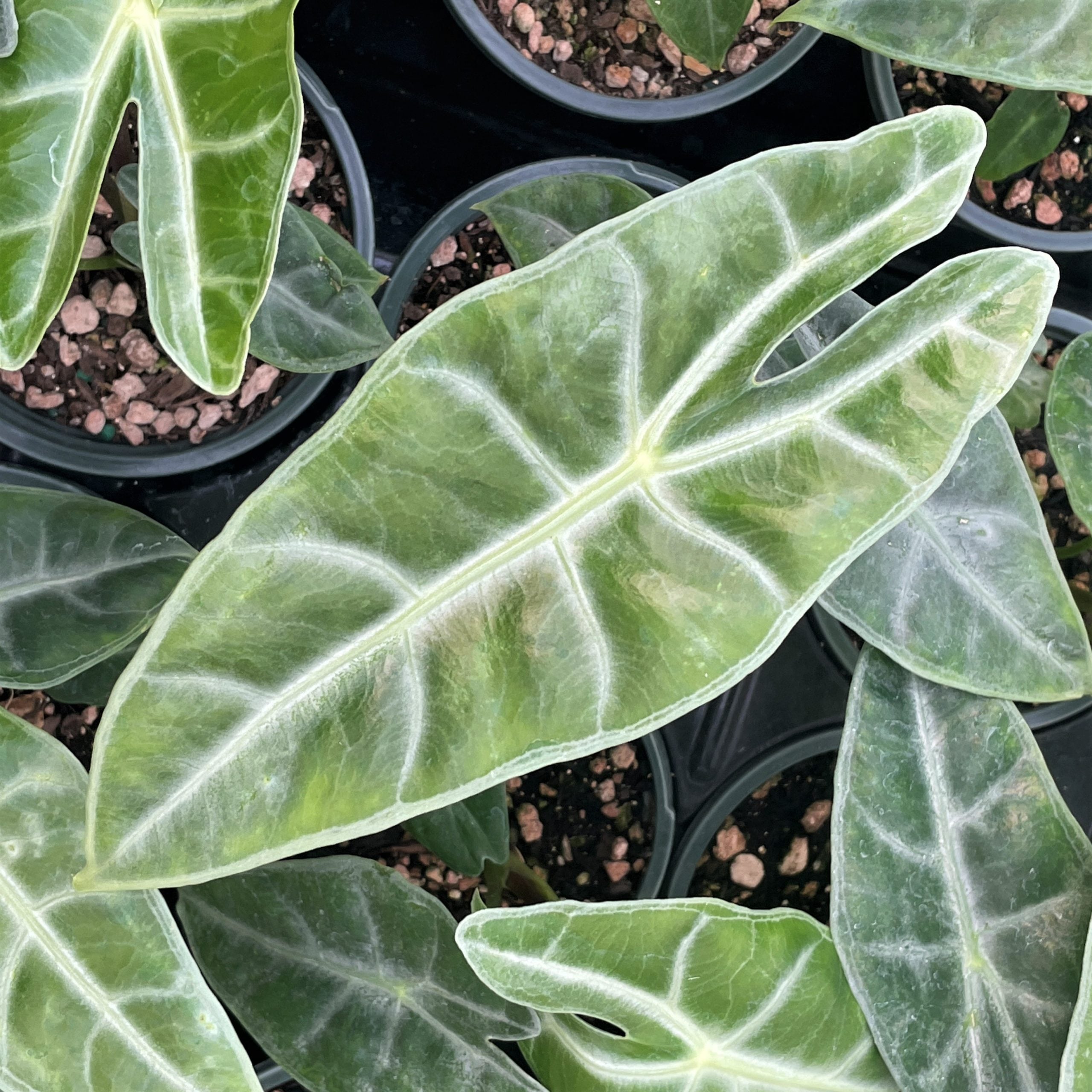 Alocasia longiloba - Elephant Ear Plant (3)