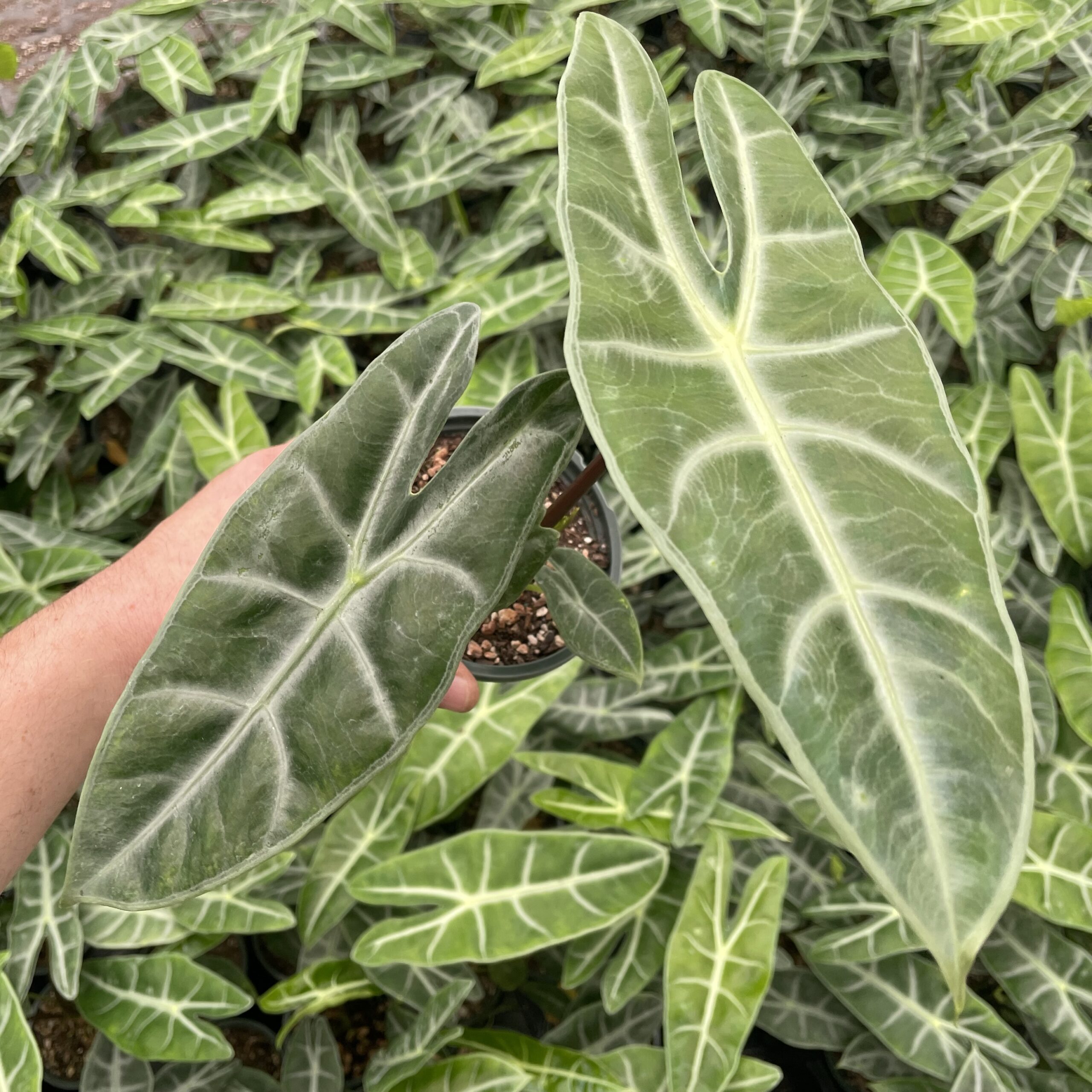 Alocasia longiloba - Elephant Ear (4.5" Pot)