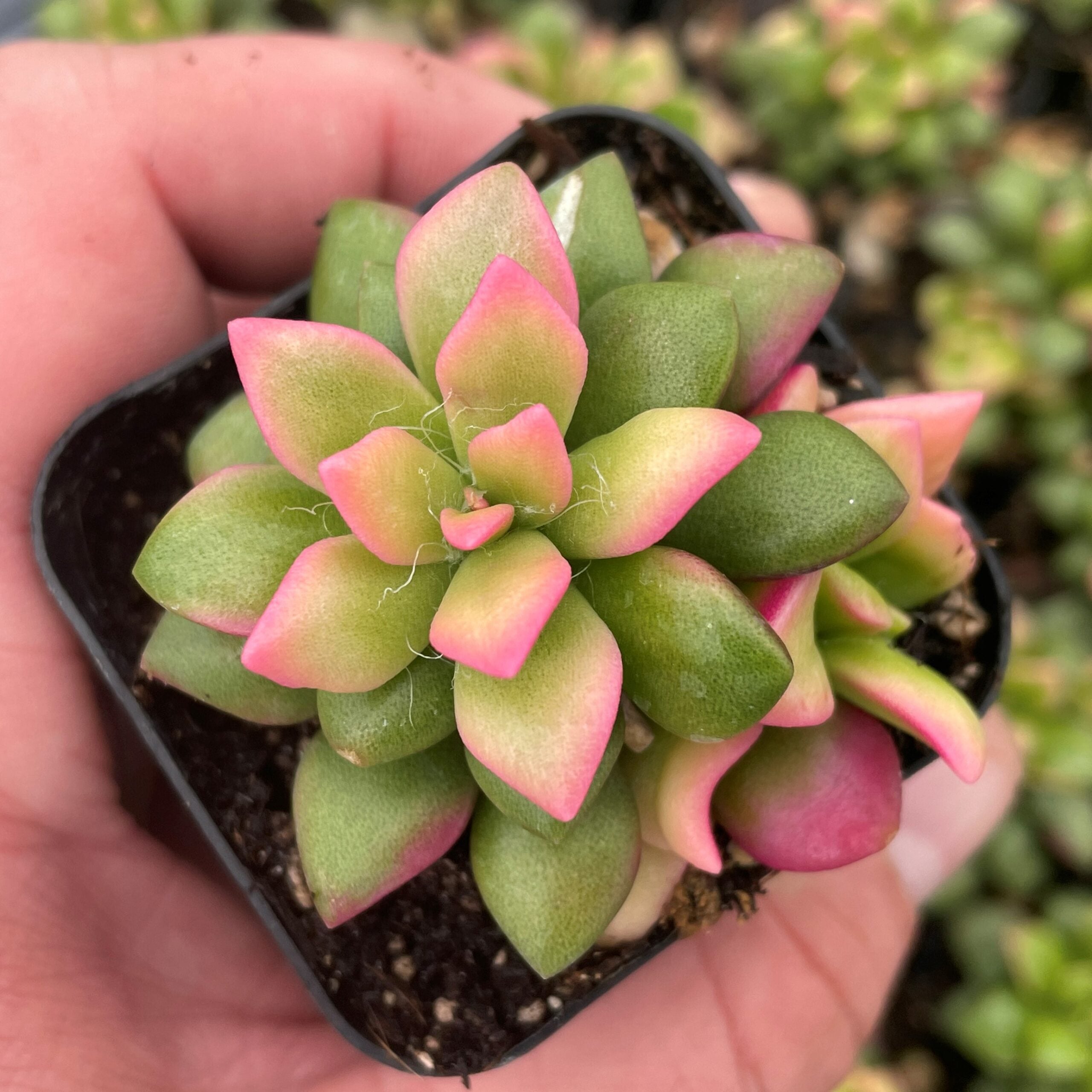 Anacampseros telephiastrum 'Variegata' - Succulent (2" Pot) - Image 2