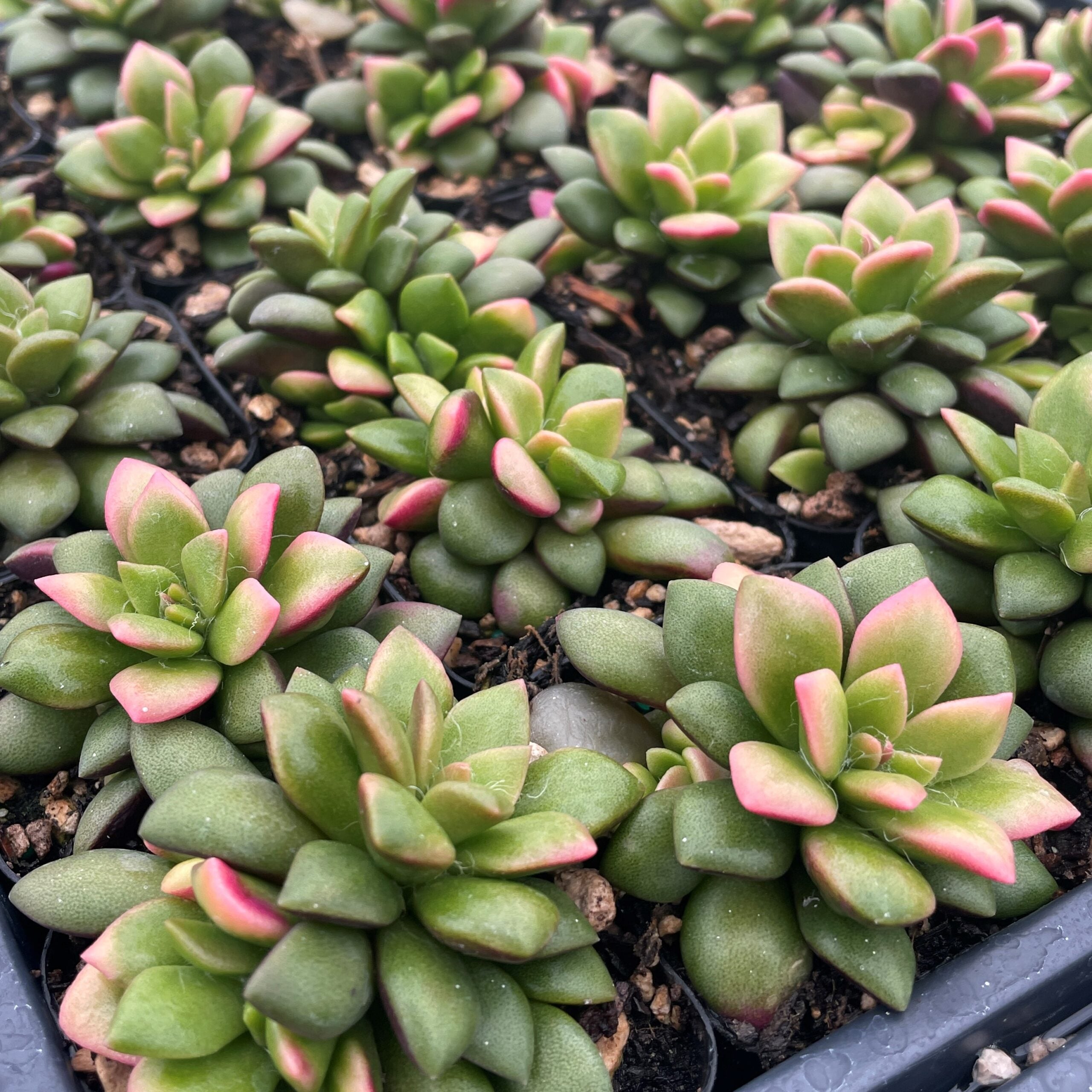 Anacampseros telephiastrum 'Variegata' - Succulent (2" Pot) - Image 3