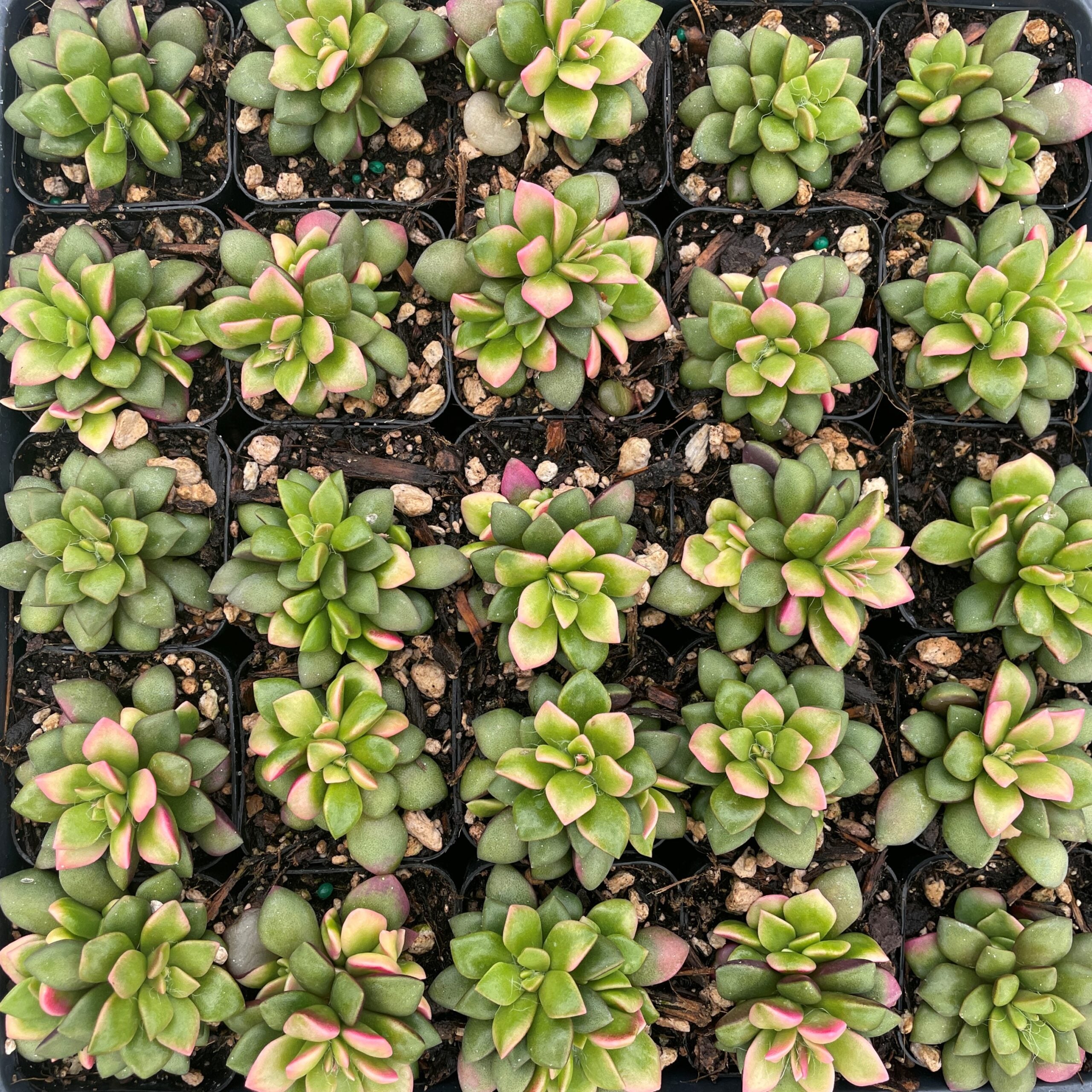 Anacampseros telephiastrum 'Variegata' - Succulent (2" Pot) - Image 4