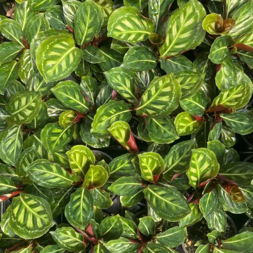 Calathea 'Flamestar' - Prayer Plant (4.5" Pot) | Little Prince of Oregon  Nursery