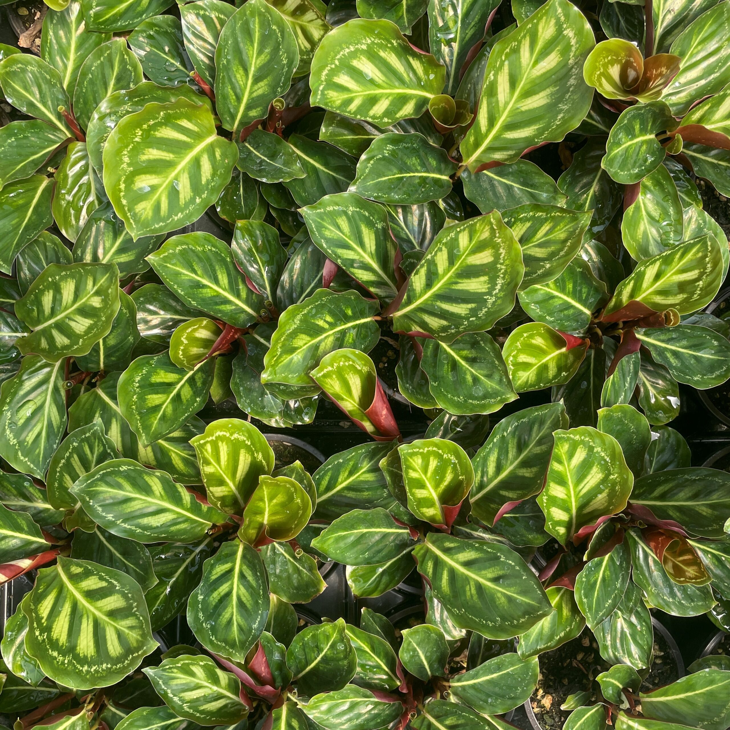 Calathea 'Flamestar' - Prayer Plant (4.5" Pot) | Little Prince of Oregon  Nursery