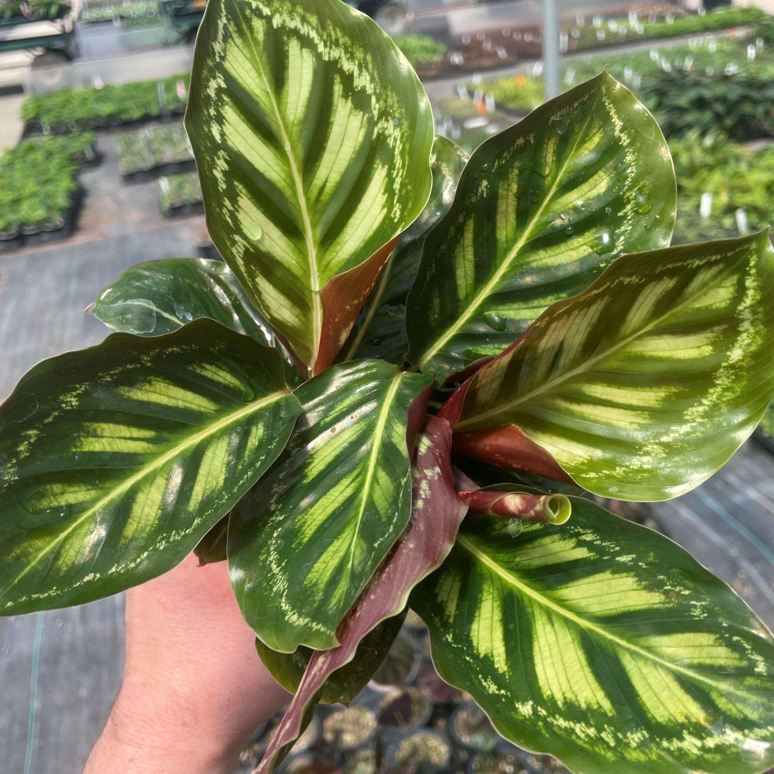 Calathea 'Flamestar' - Prayer Plant (4.5" Pot) | Little Prince of Oregon  Nursery