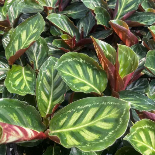 Calathea 'Flamestar' - Prayer Plant (4.5" Pot) | Little Prince of Oregon  Nursery