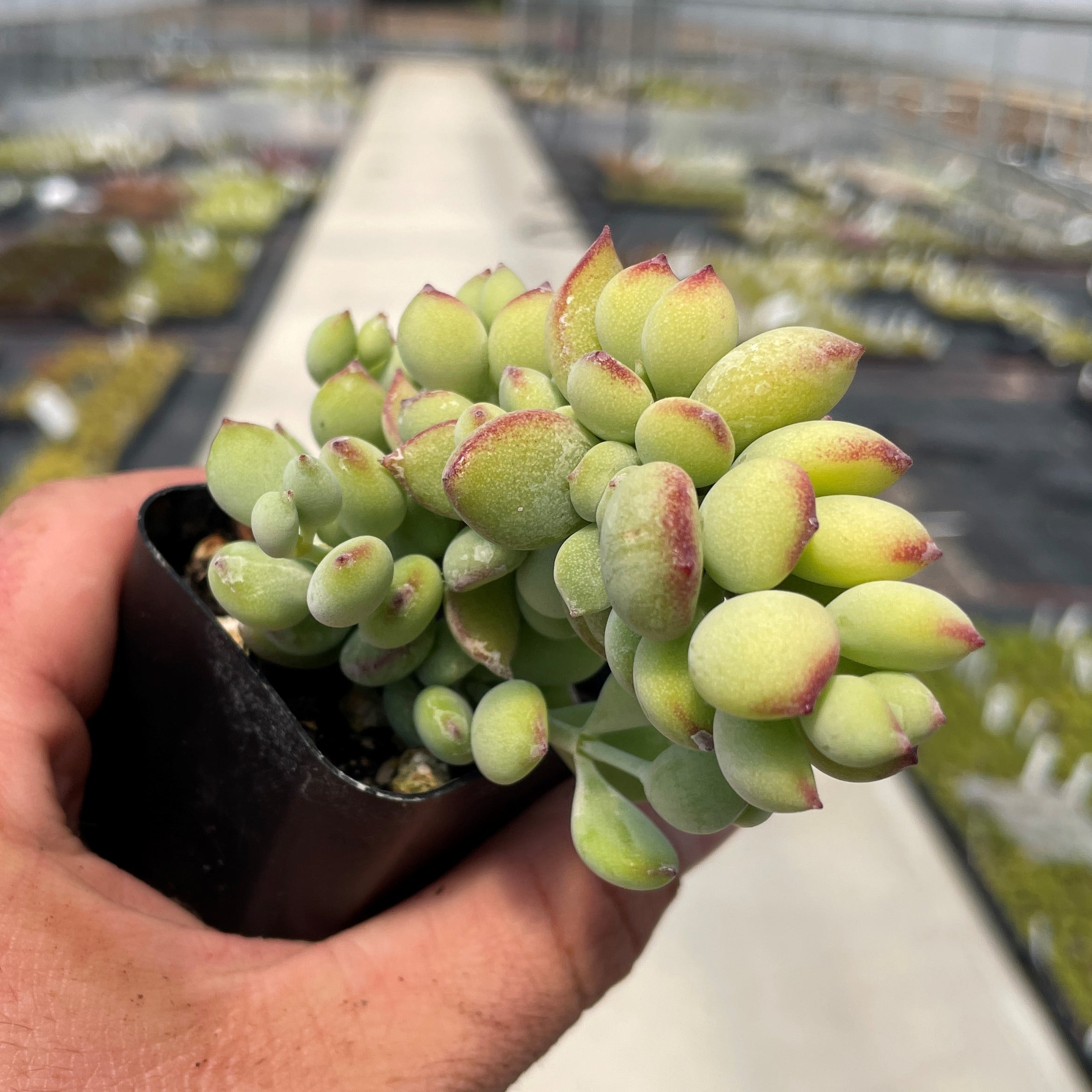 Cotyledon pendens - Cliff Cotyledon Succulent (2" Pot) - Image 2