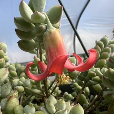 Cotyledon pendens flower